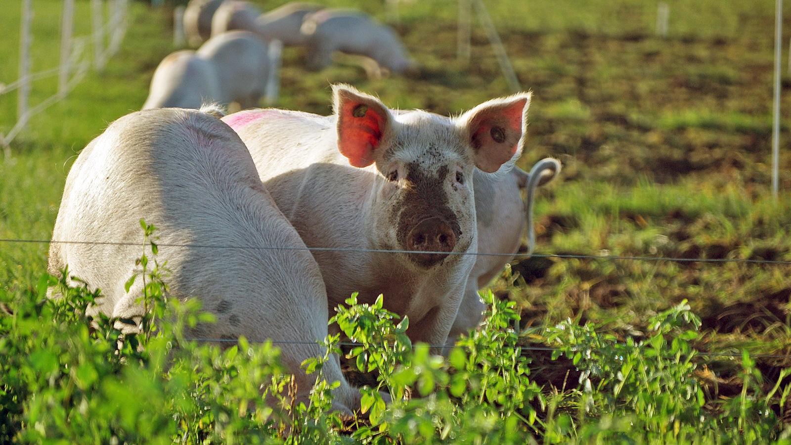 Grise ses udenfor på et græsareal