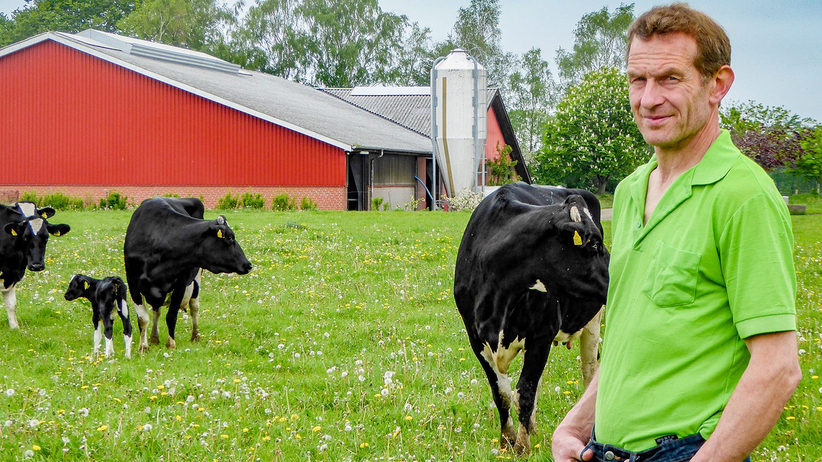Eigil Phillipsen i mareken hos køer og kalve