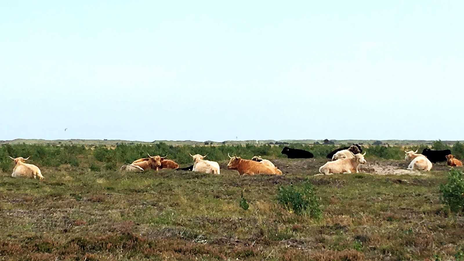 Skotsk Højlandskvæg ligger og tygger drøv på marken
