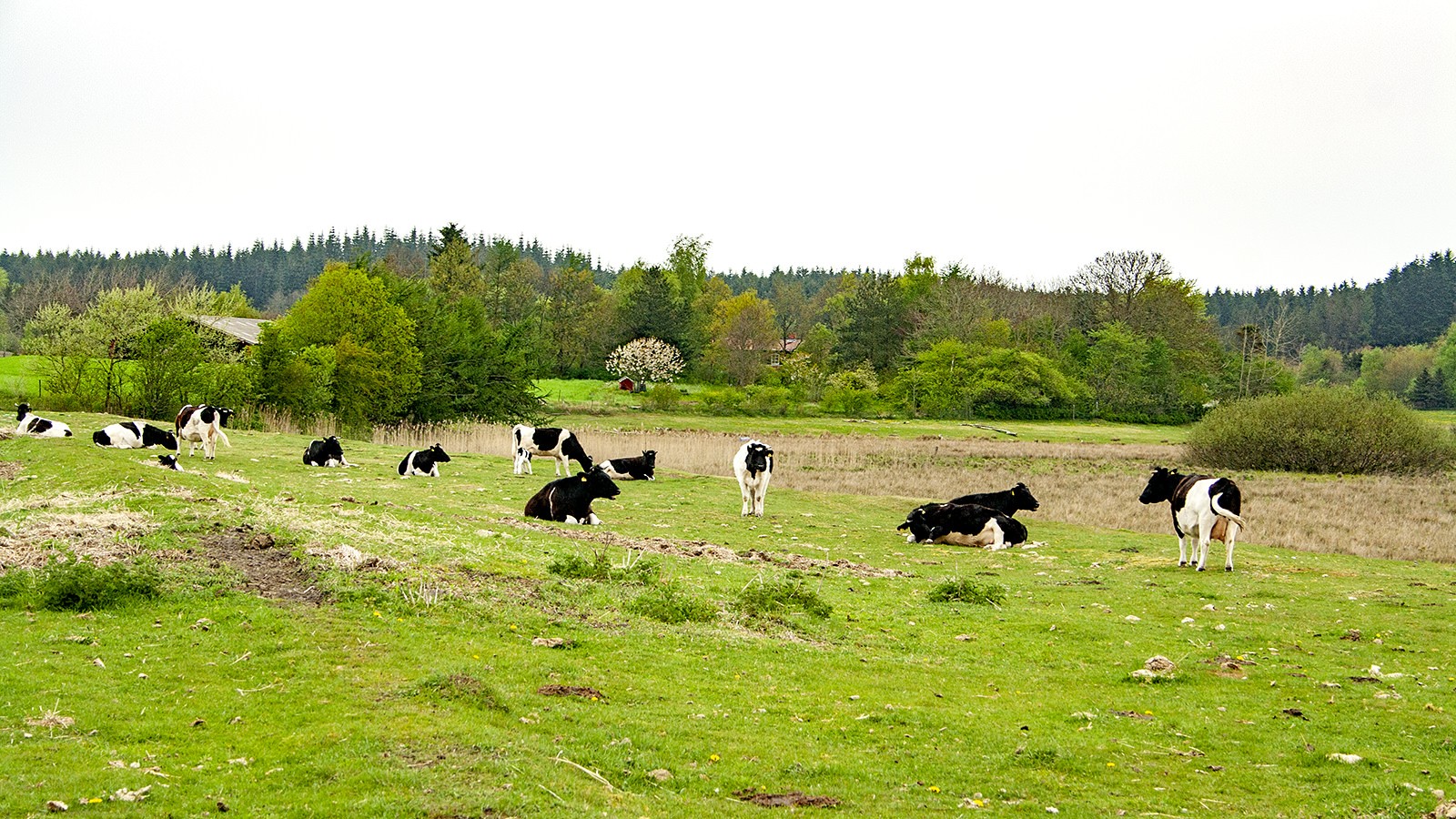 Sortbroget Jysk Malkerace
