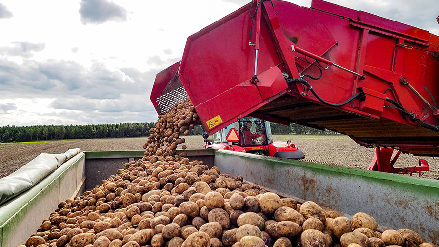Nyoptagne kartofler læsses på vogn