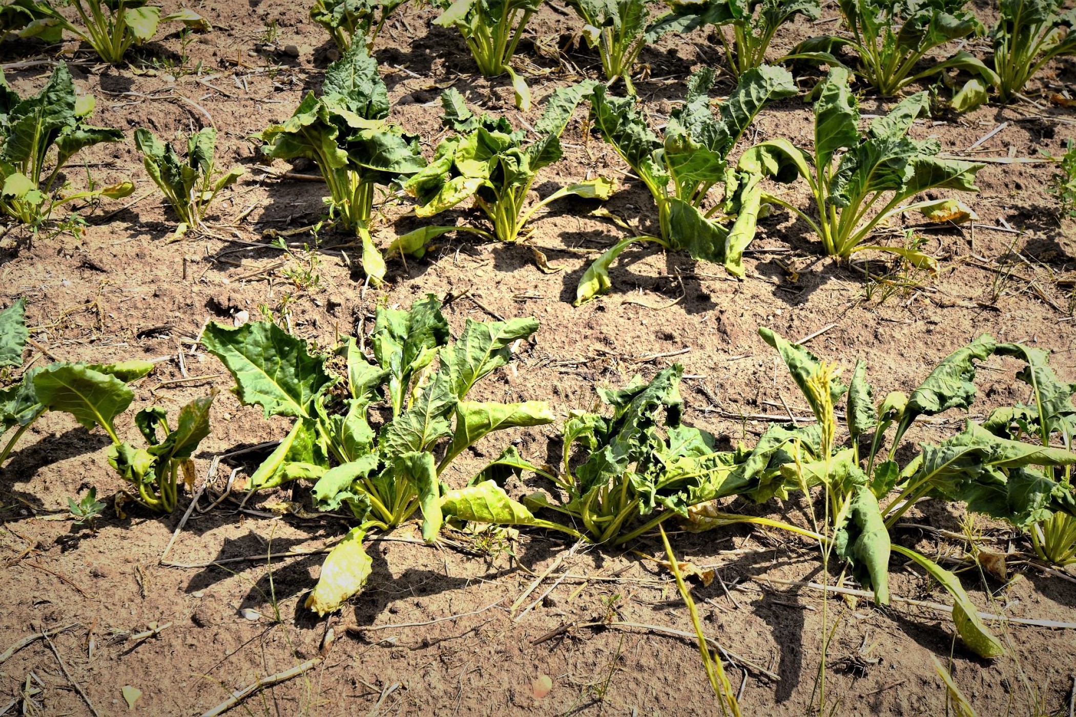 Bladbede er ved at visne i tørken