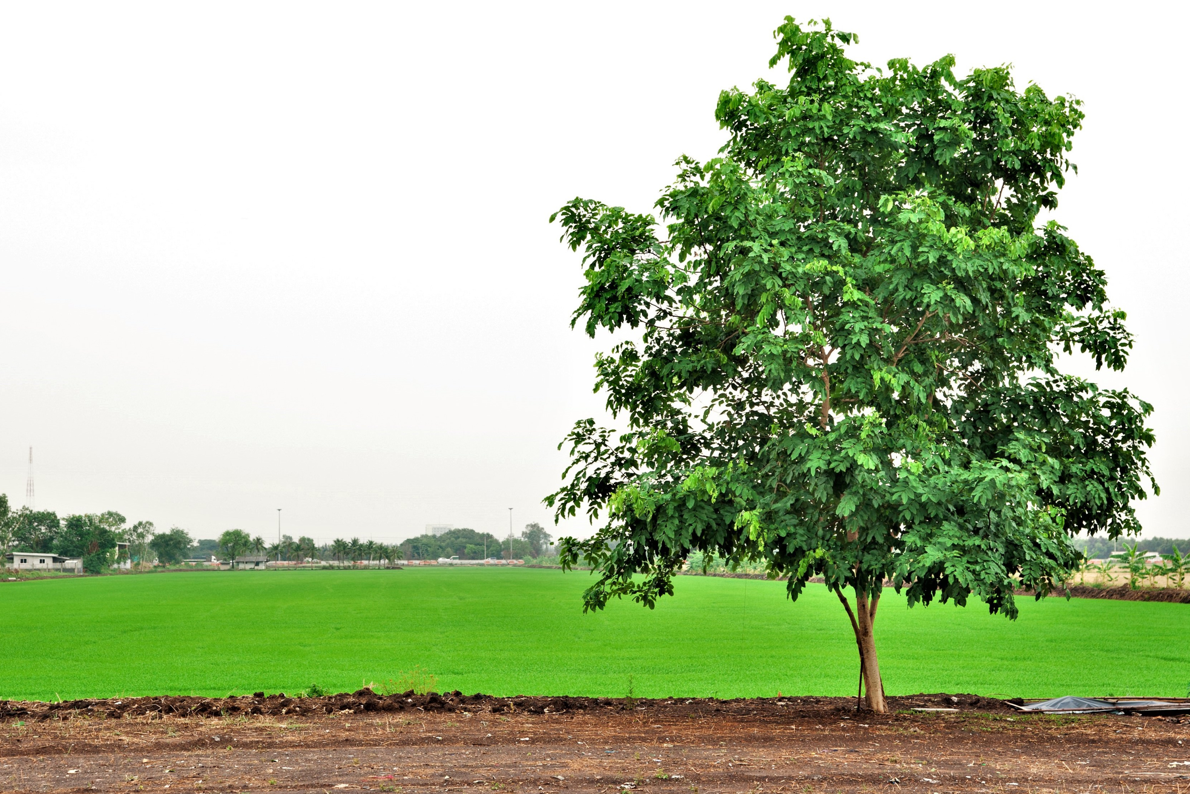 Et træ ses ved siden af en landbrugsmark