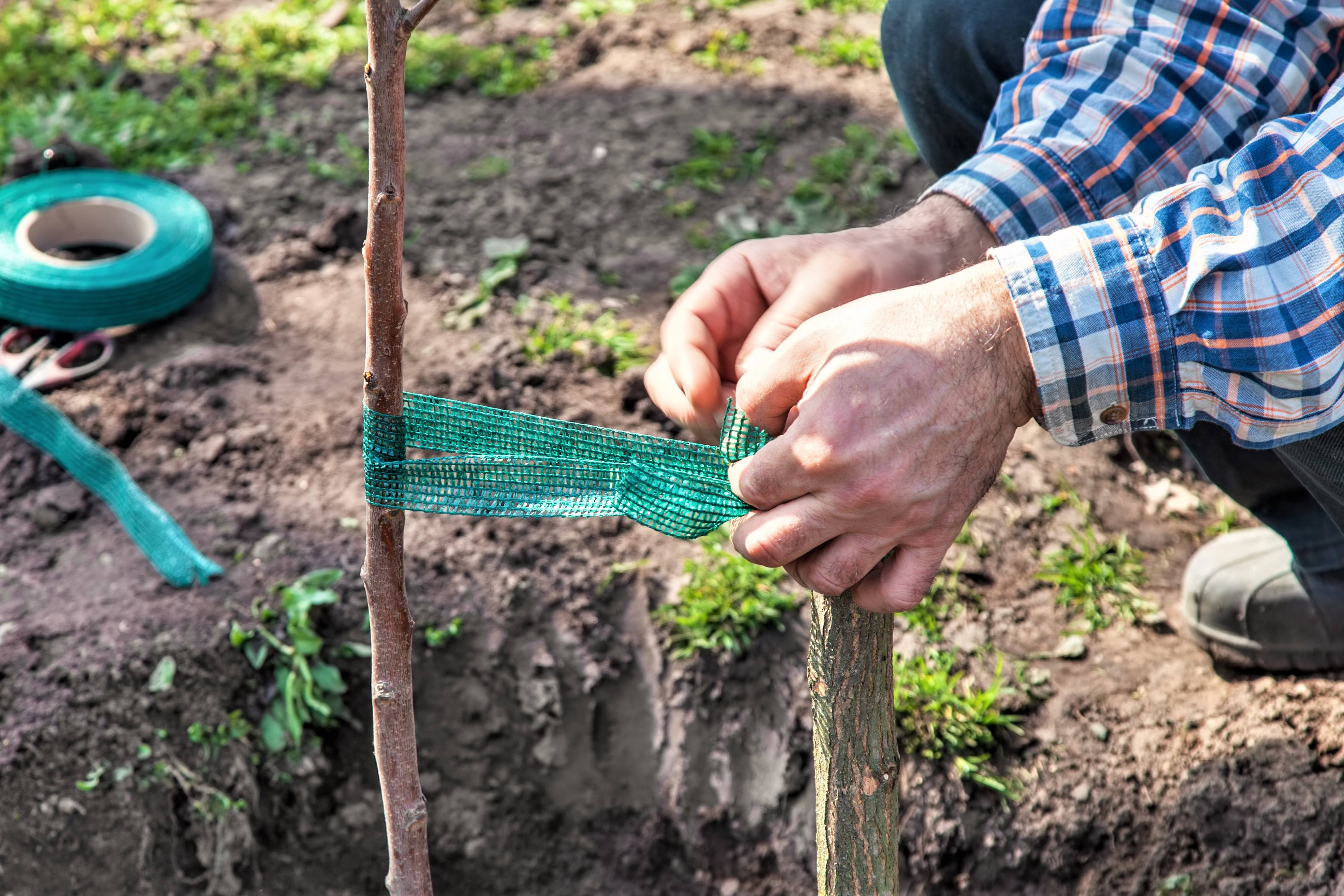 En mand er ved at binde et nyplantet træ fast til en kæp i jorden.