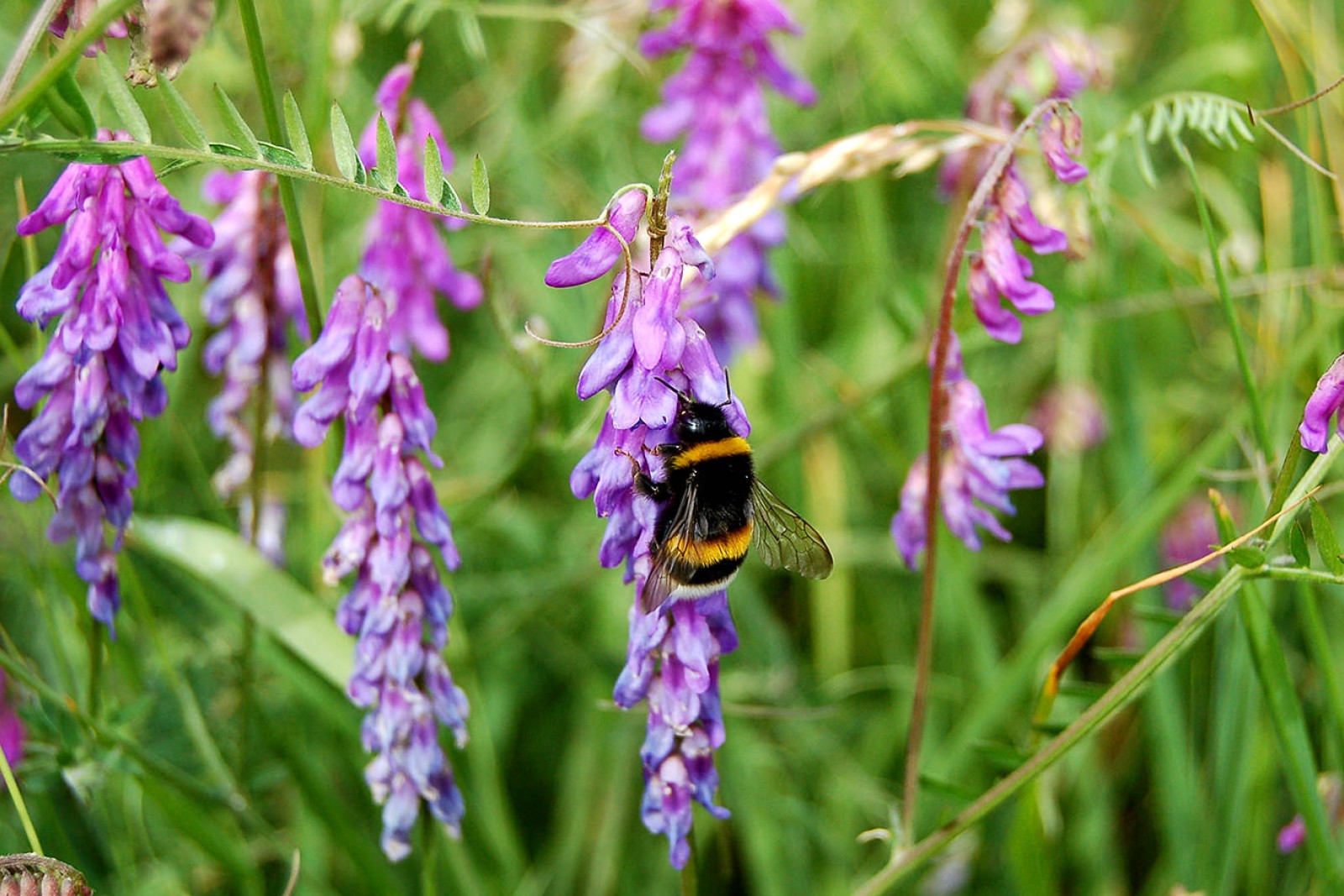En humlebier sidder på en blomst