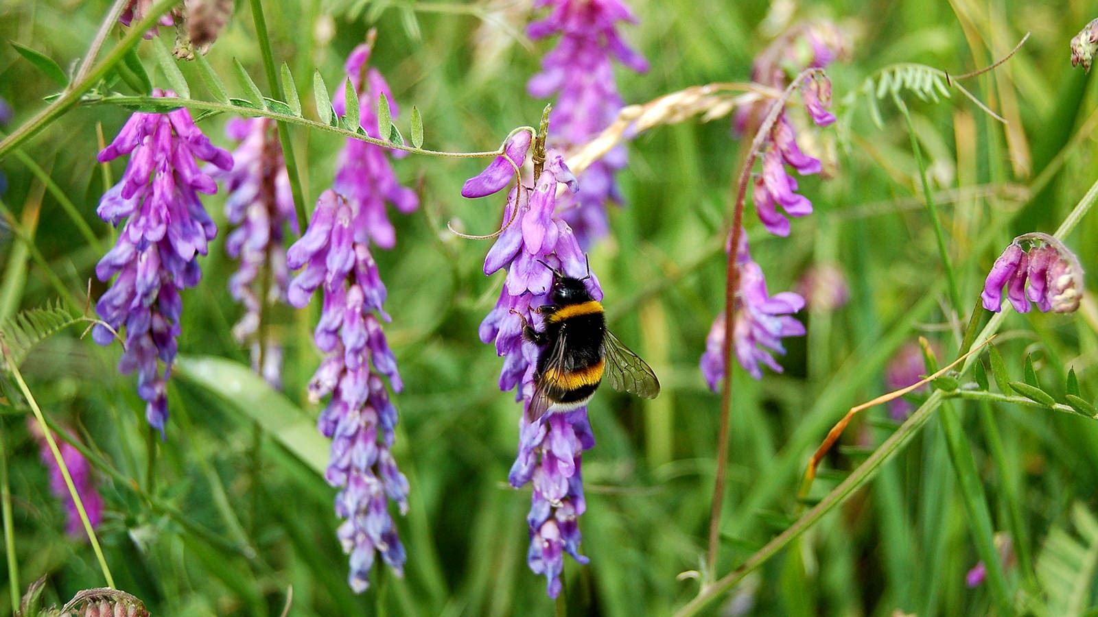 En humlebier sidder på en blomst