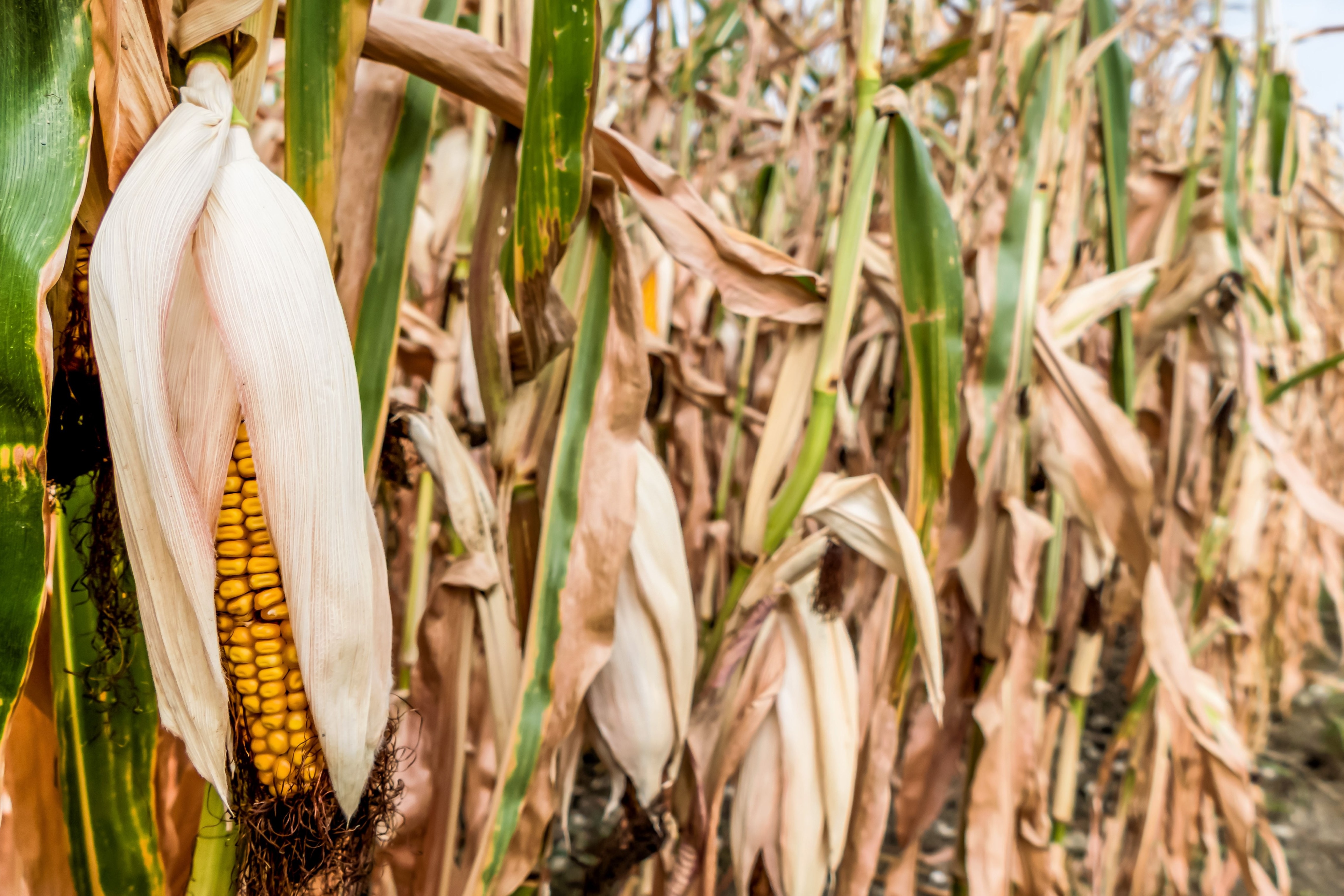 En tørkeramt majsmark