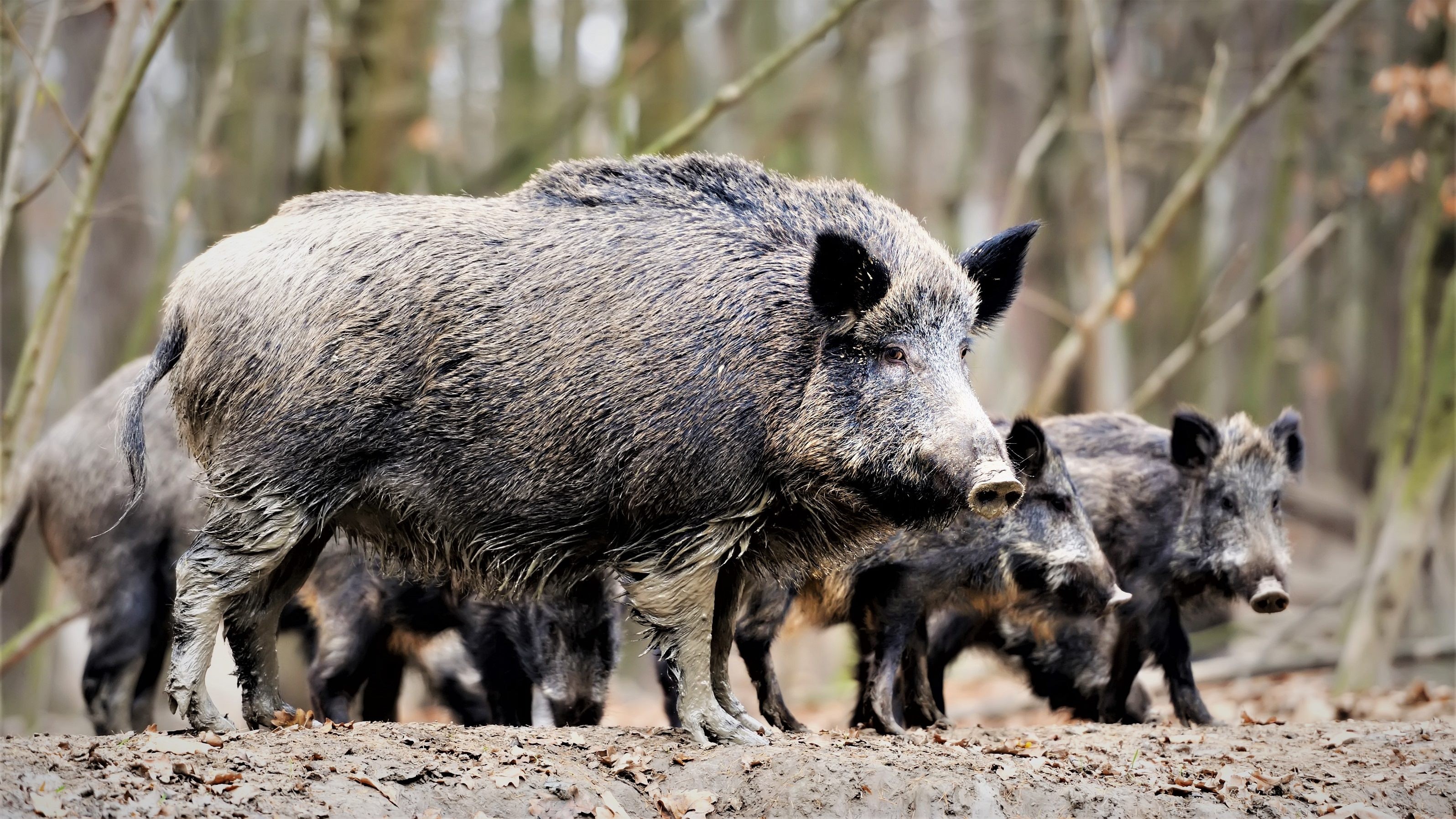 Et voksent vildsvin med en flok unger i naturen