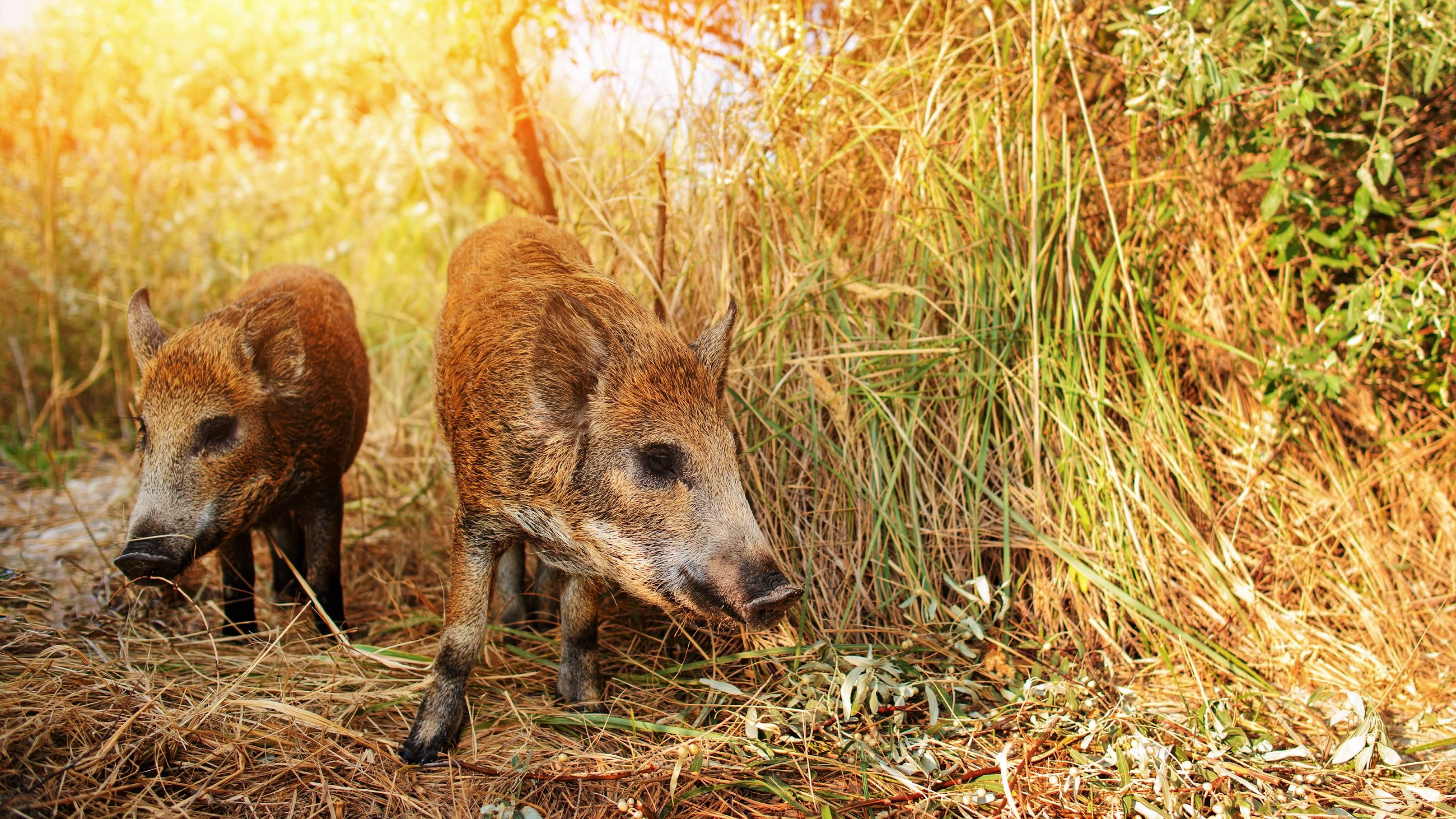 To vildsvin ses i naturen