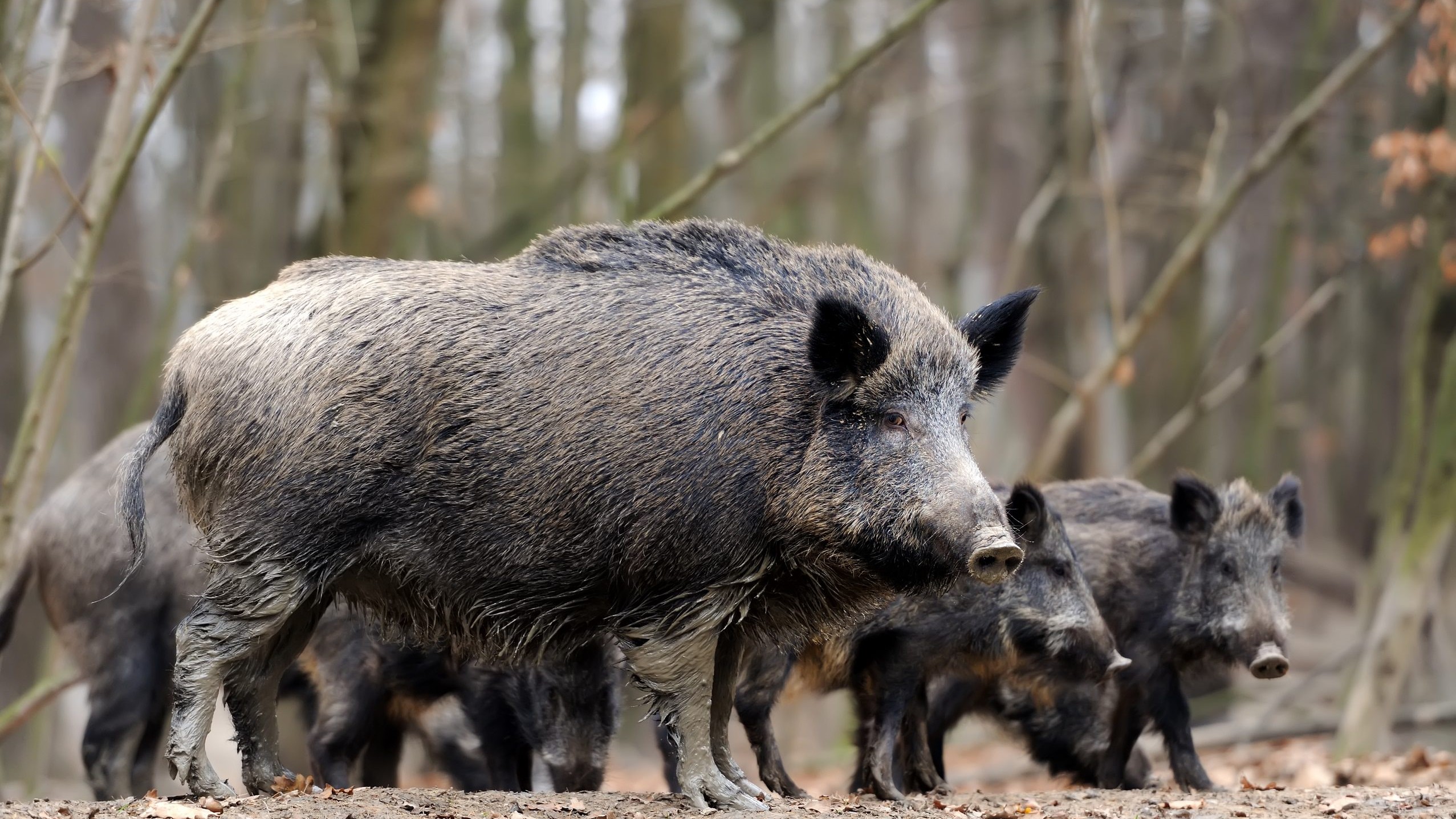 Et voksent vildsvin ses i en skov med unger bag sig