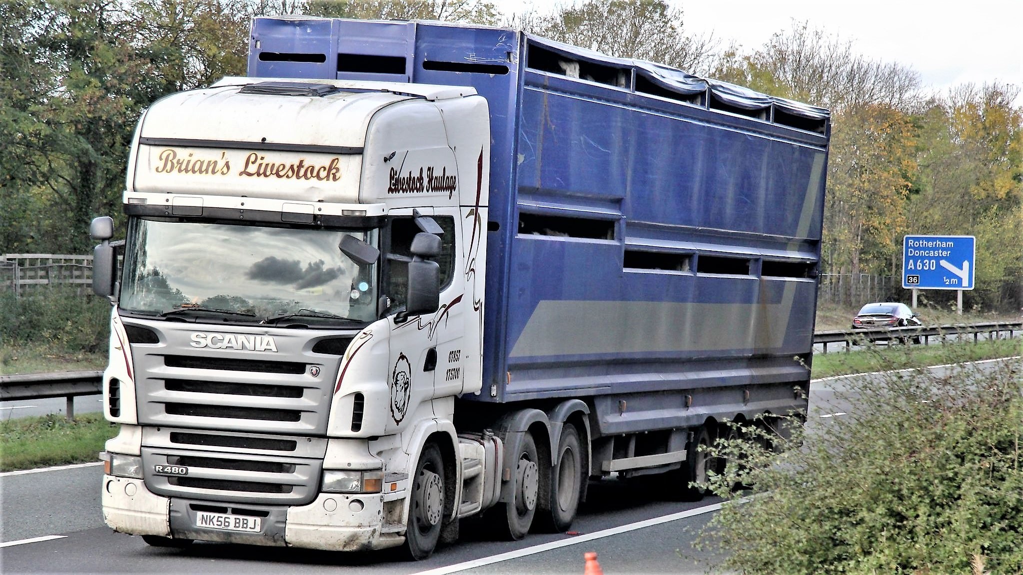 En dyretransport kører på motorvejen
