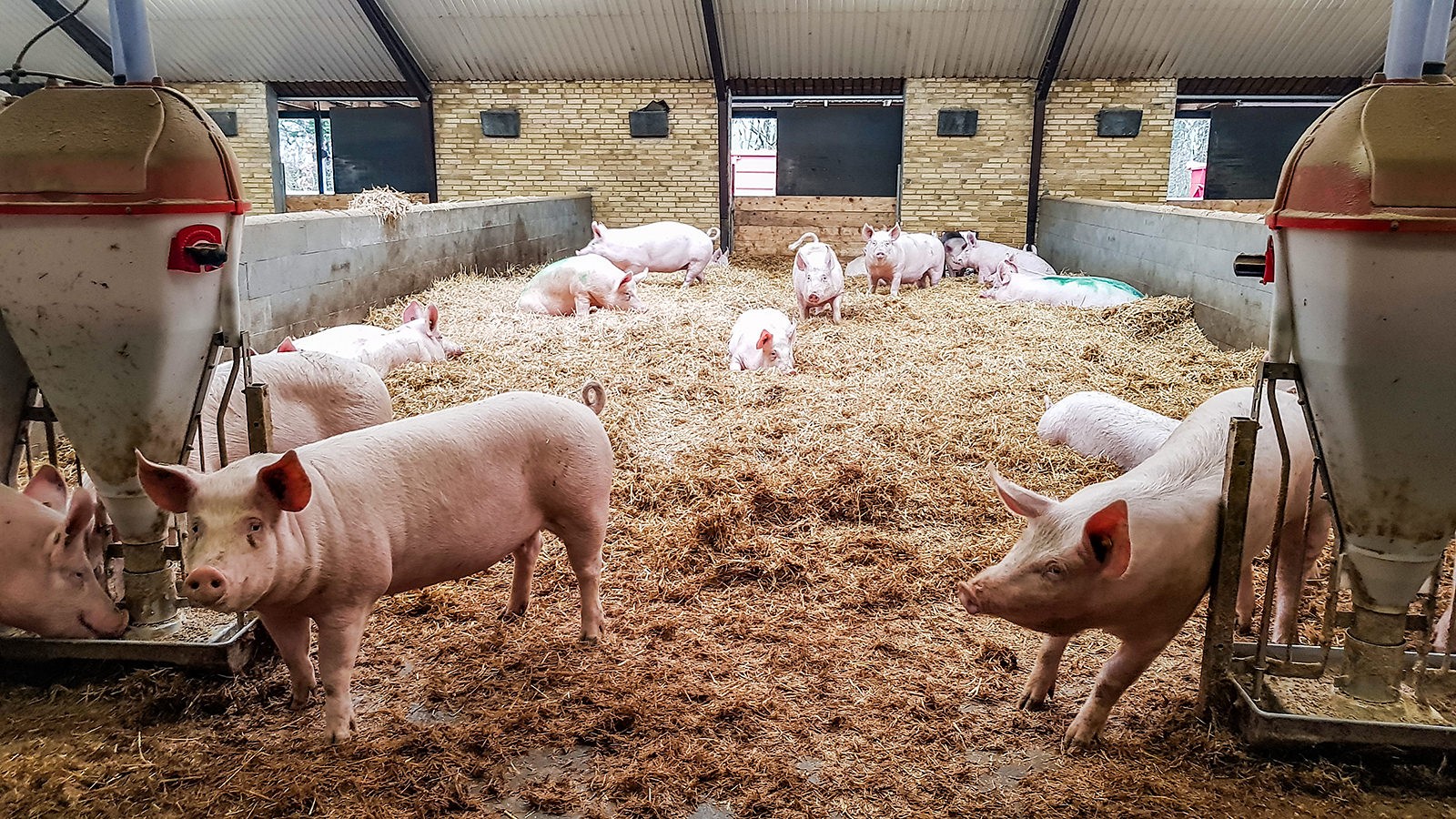 Grise i halmstrøelse