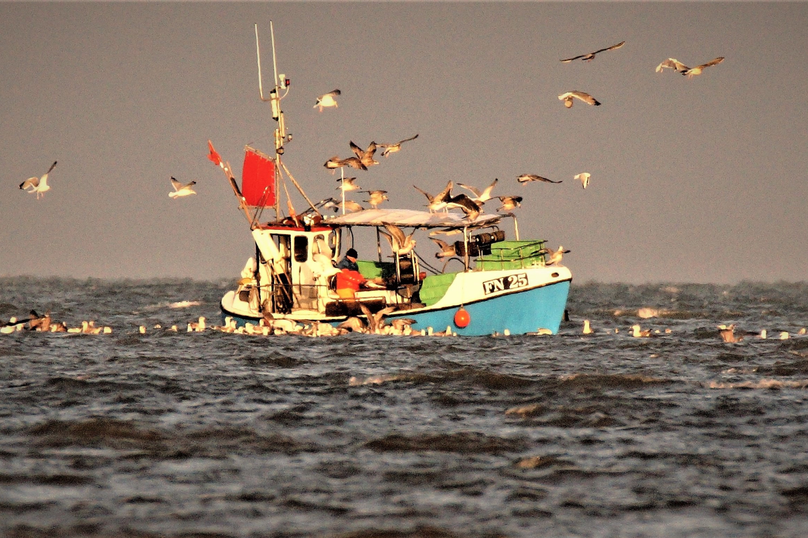 En fiskekutter nær kysten er omgivet af måger