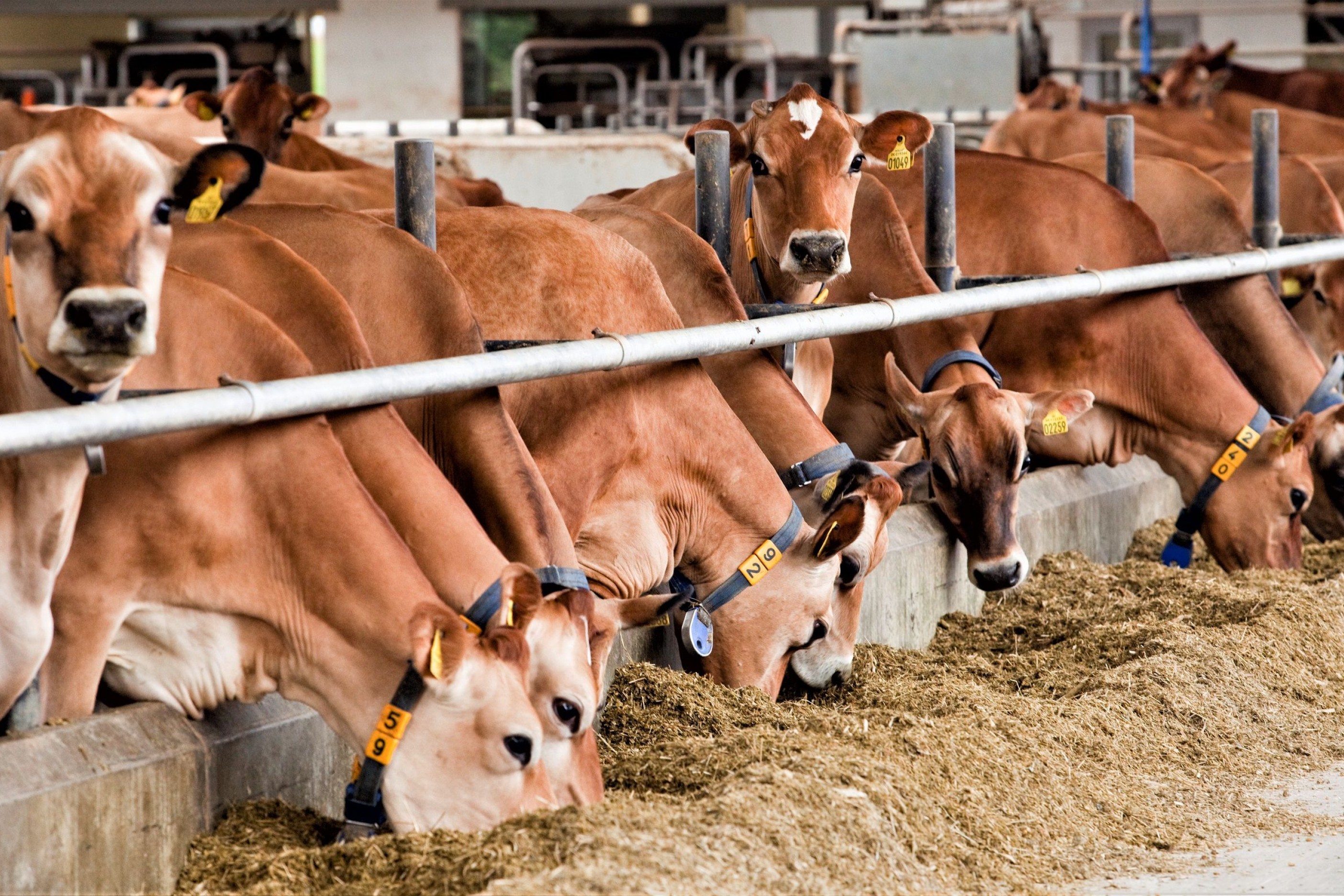 Køer står og spiser i en stald