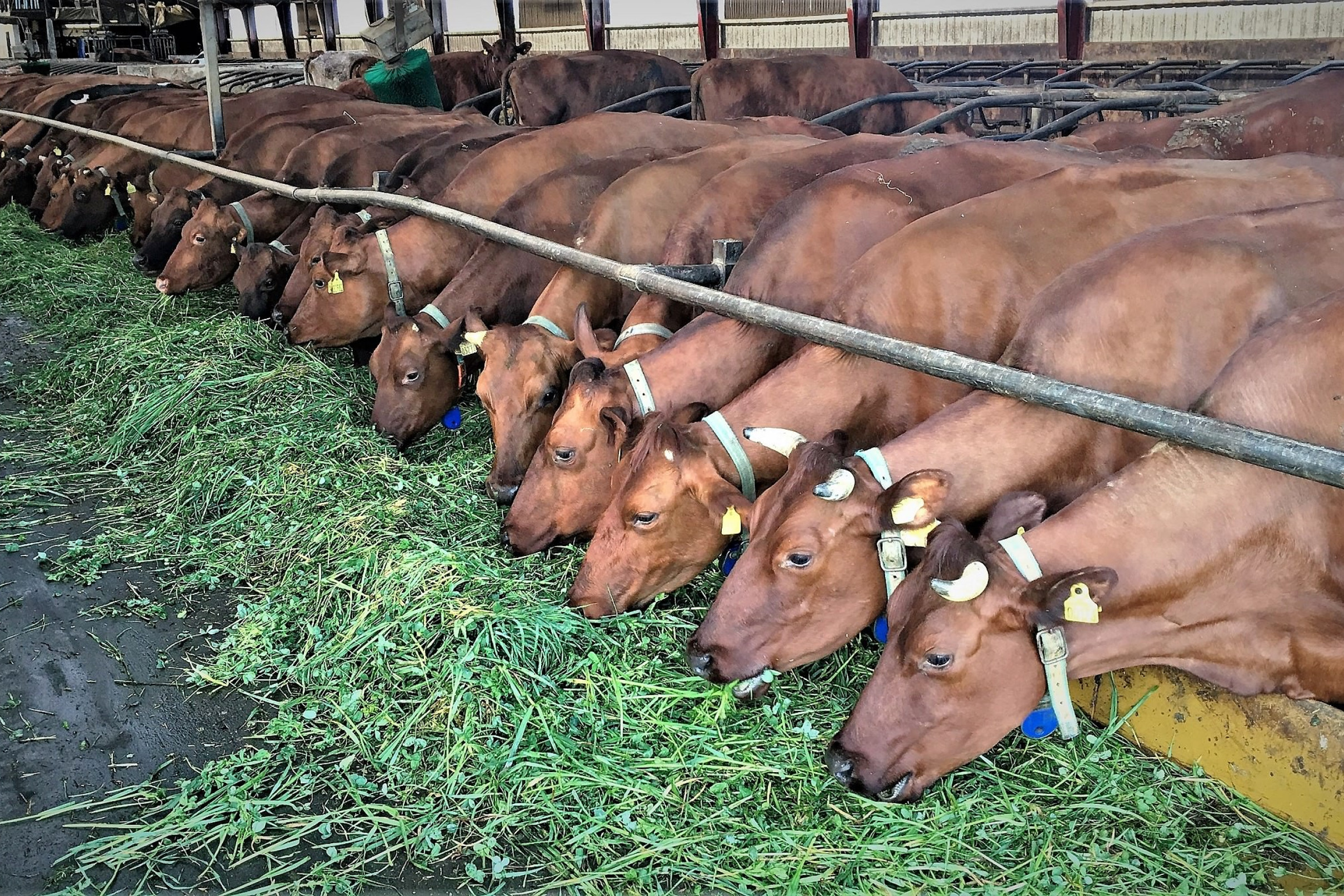 Køer af den røde danske malkerace spiser græs i en stald
