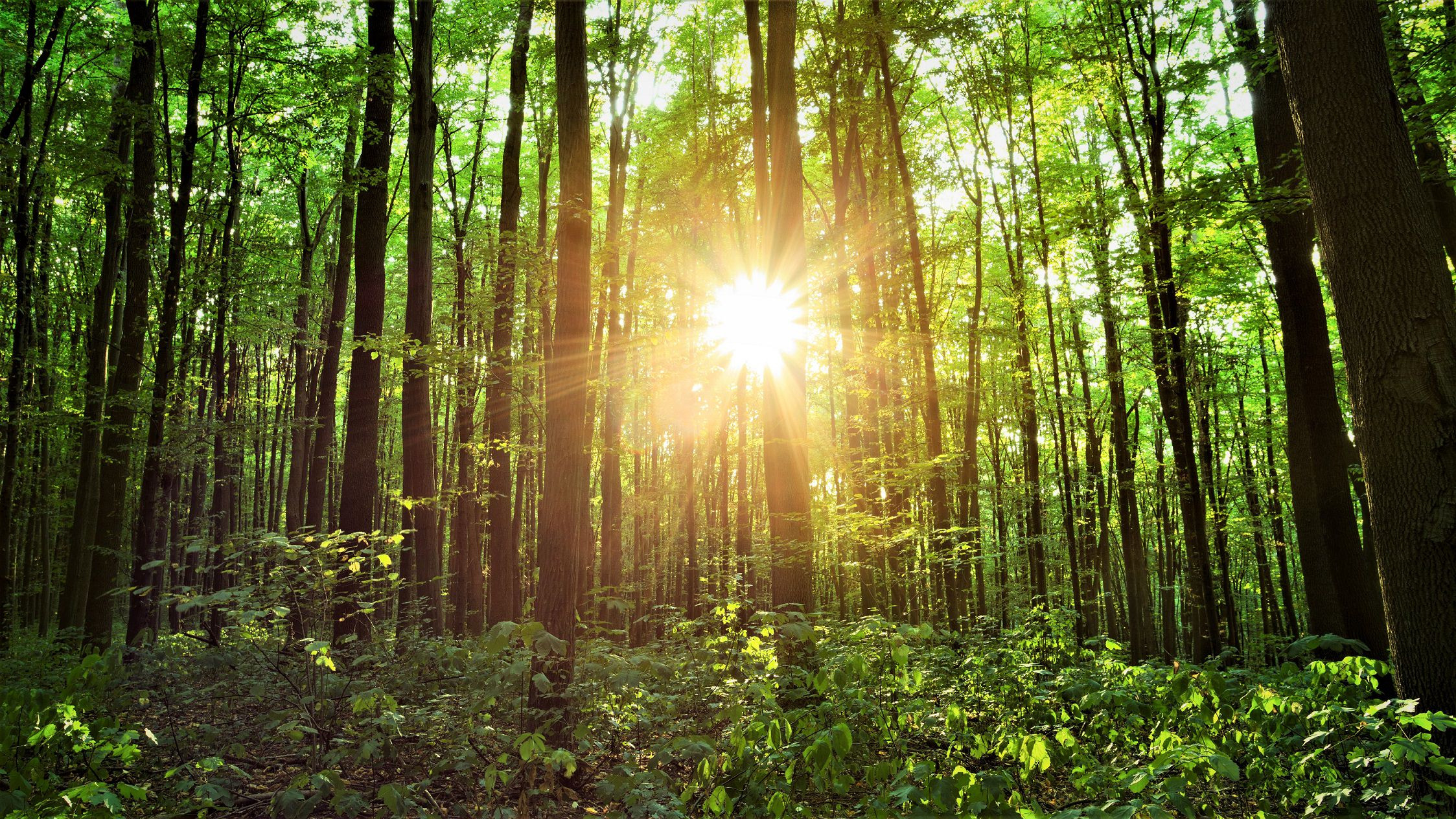 Solen skinner gennem en skov af træer