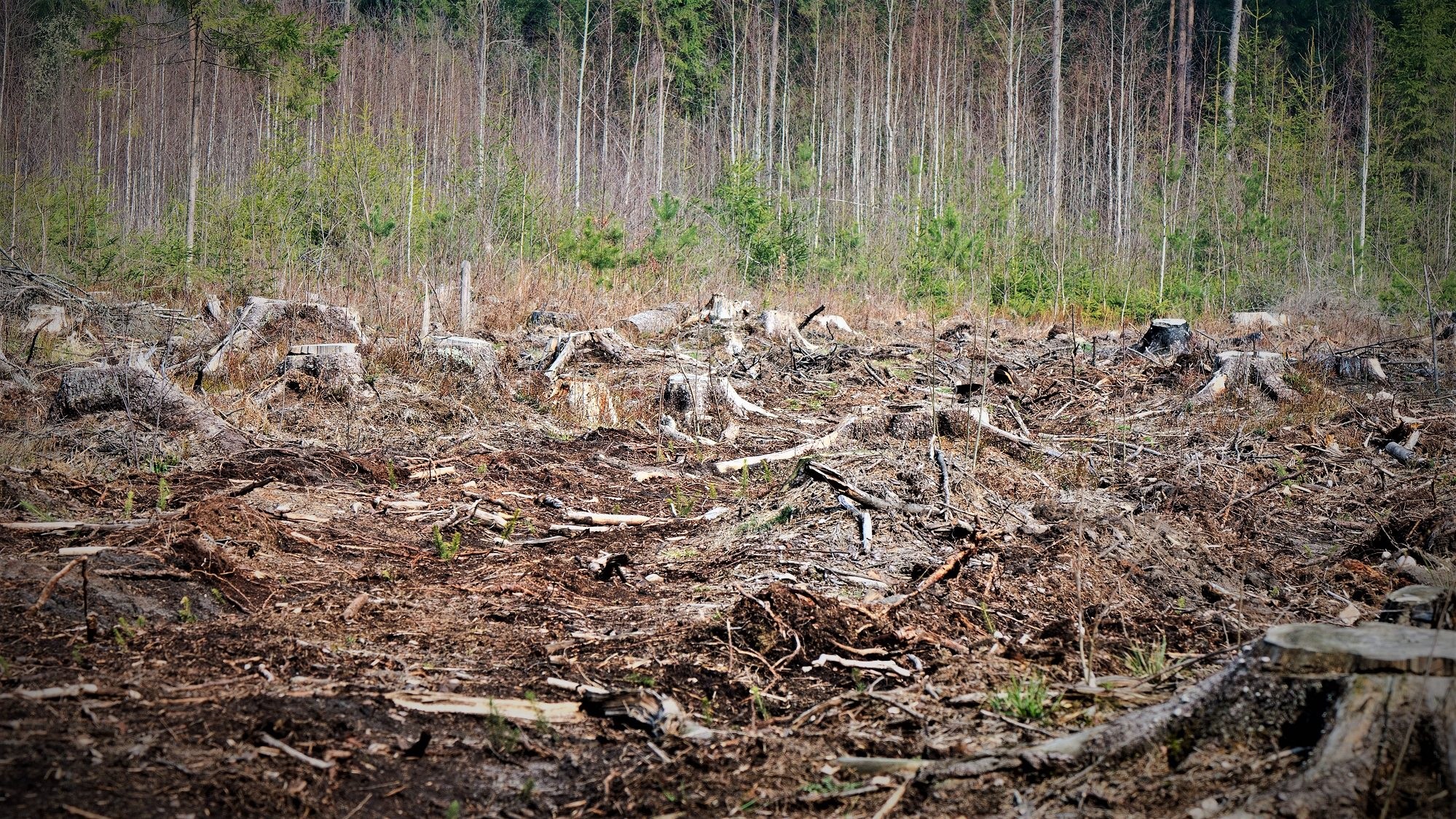 En del af en skov er blevet fældet