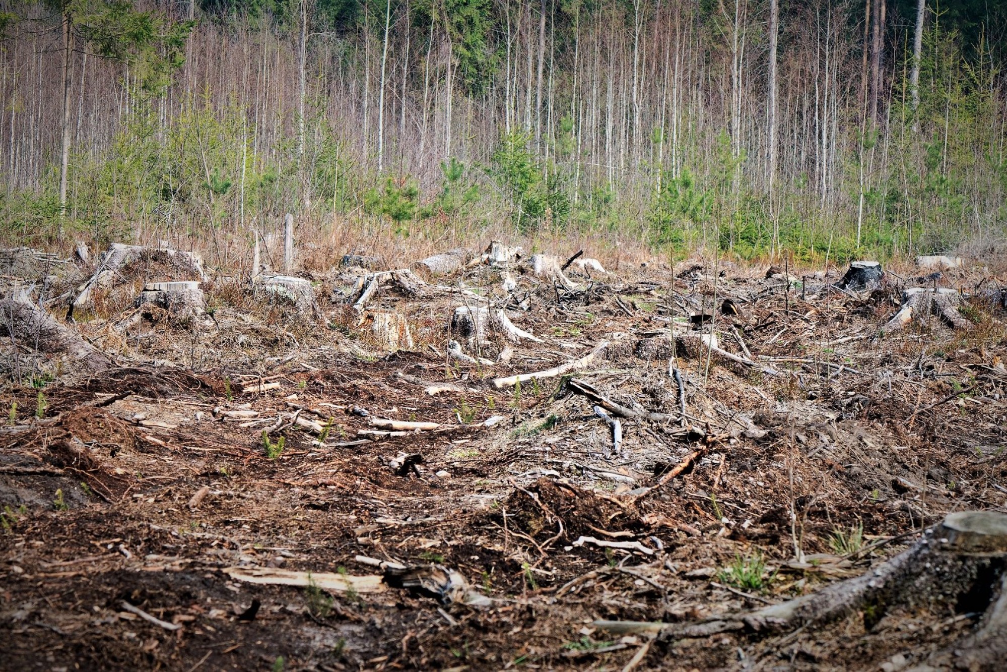 En del af en skov er blevet fældet