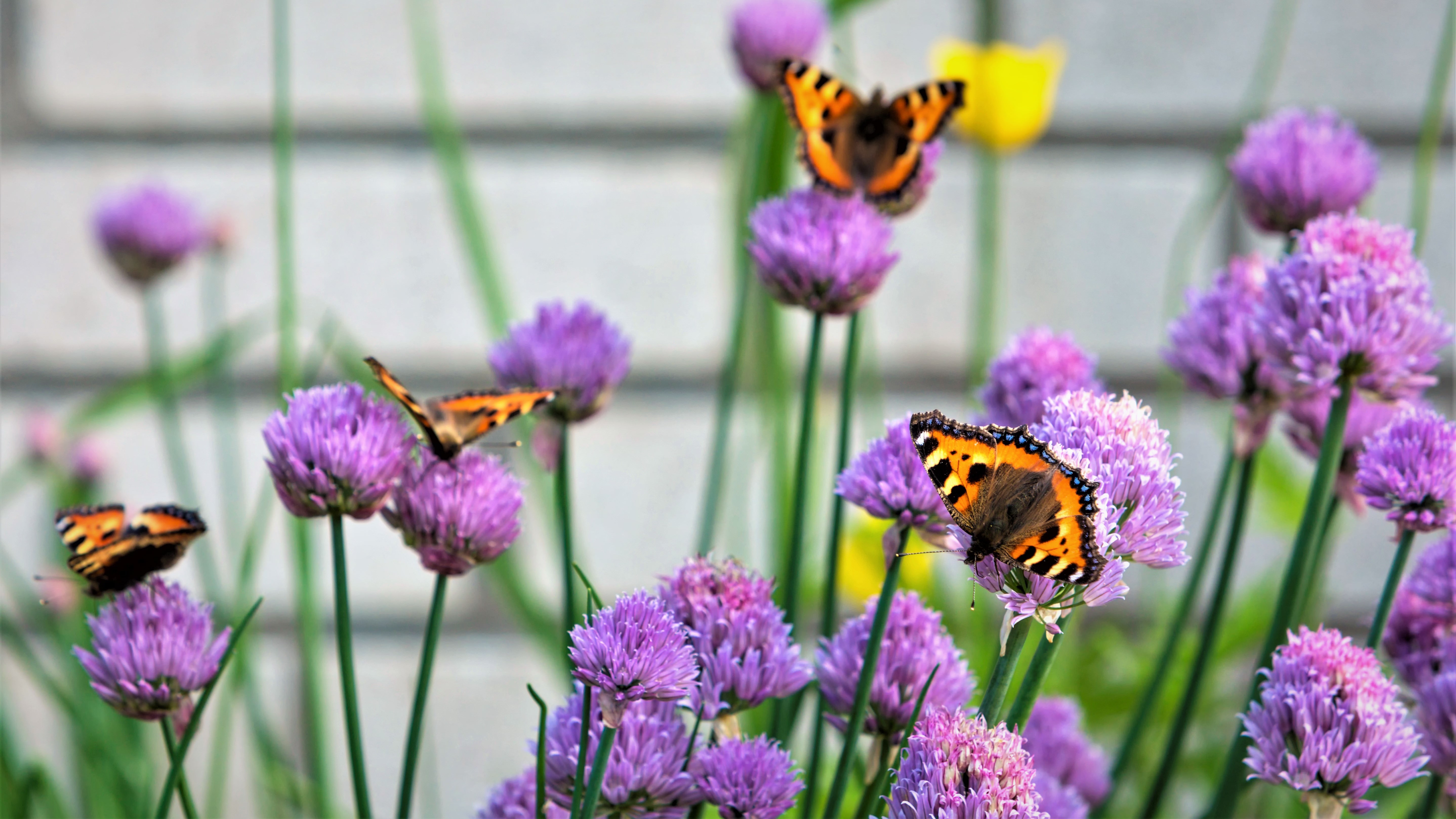 Sommerfugle på blomster
