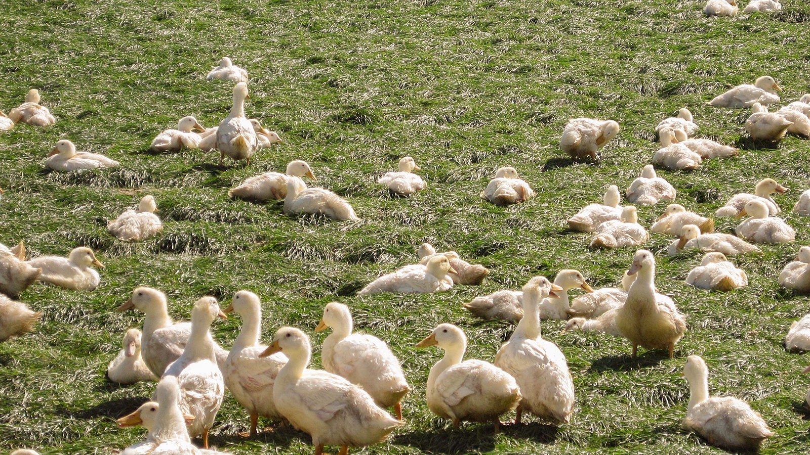 Ænder på græsmark
