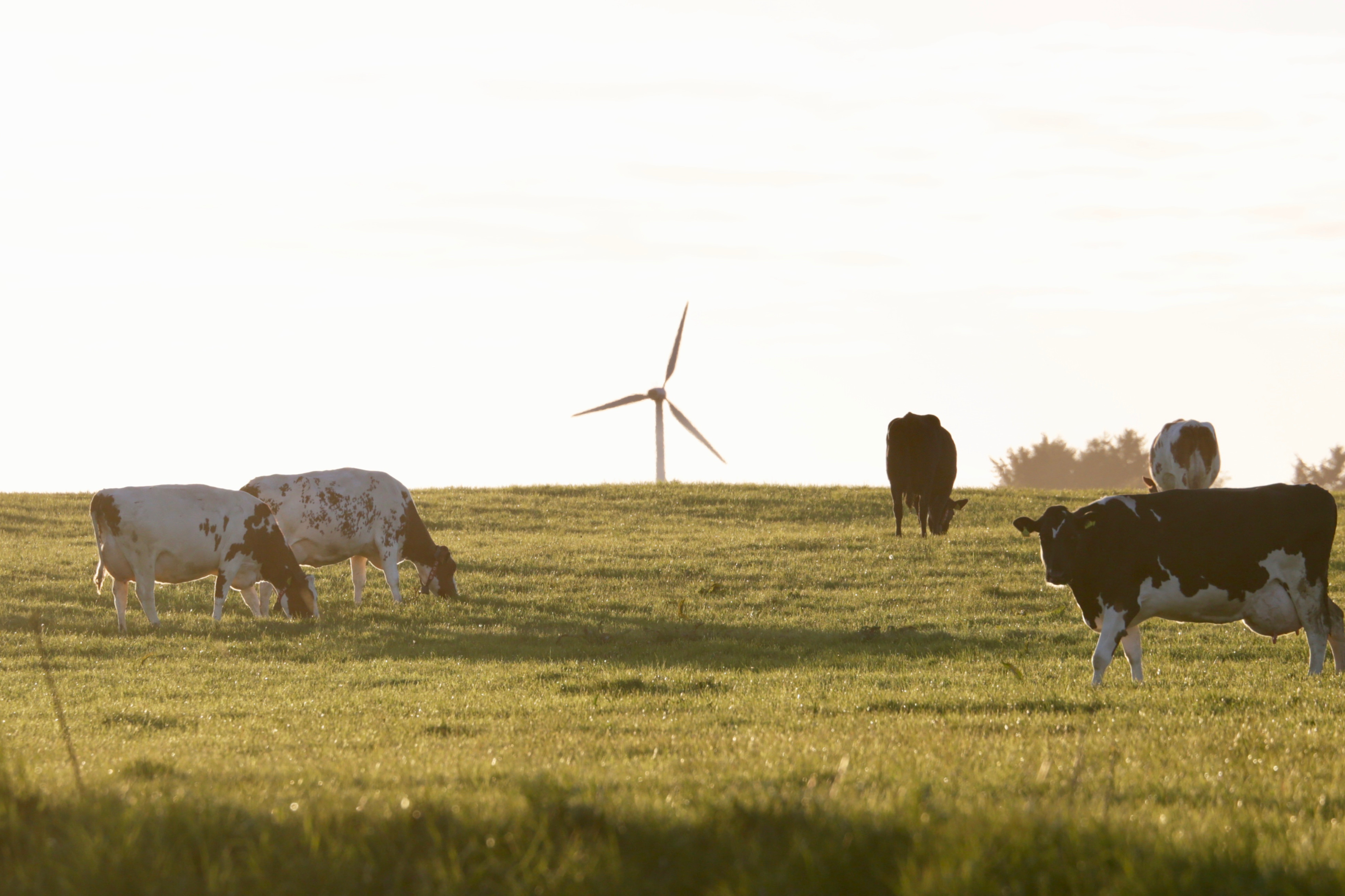 køer på græs med en vindmølle i baggrunden