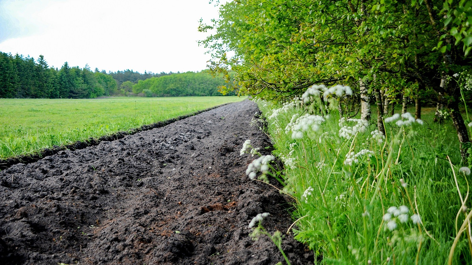 Vilde blomster i kanten af marken
