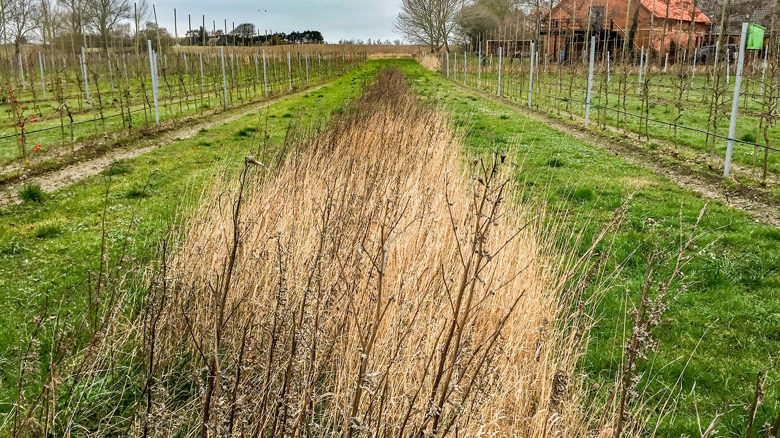 Urtebræmmerne tager plads i plantagen; men pladsen er godt givet ud, for mariehøns og fugle tiltrækkes af bræmmerne, og hjælper til gengæld med at holde plantagen fri for skadedyr