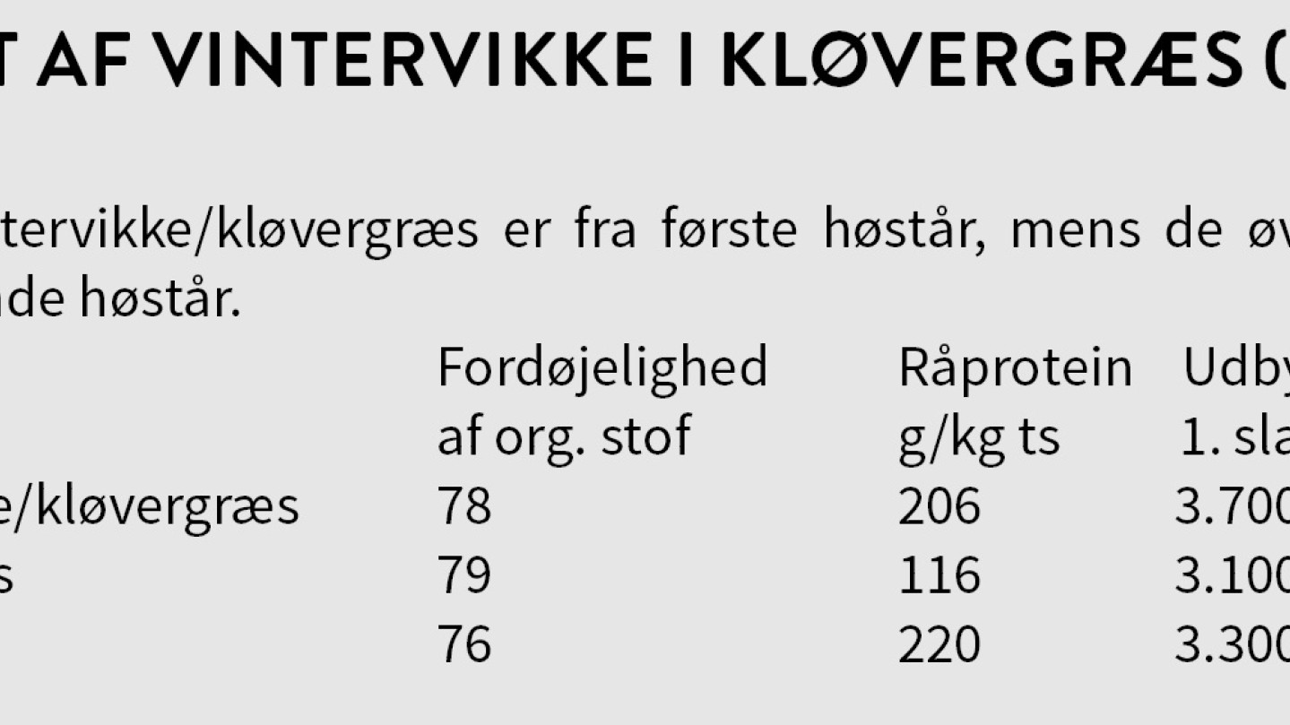 10-15 kg vintervikke blandet i kløvergræsudlægget hæver proteinindholdet i første slæt græs markant