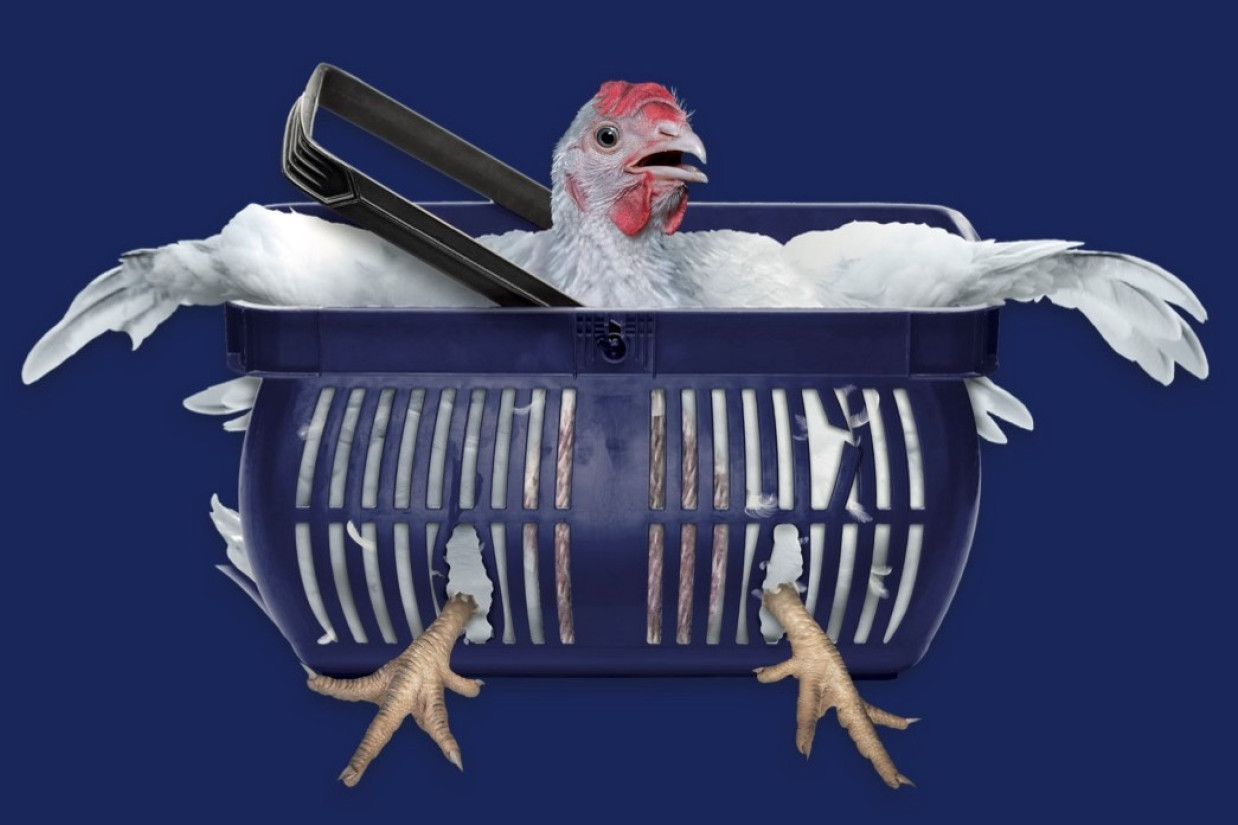 Kylling i Rema 1000 indkøbskurv