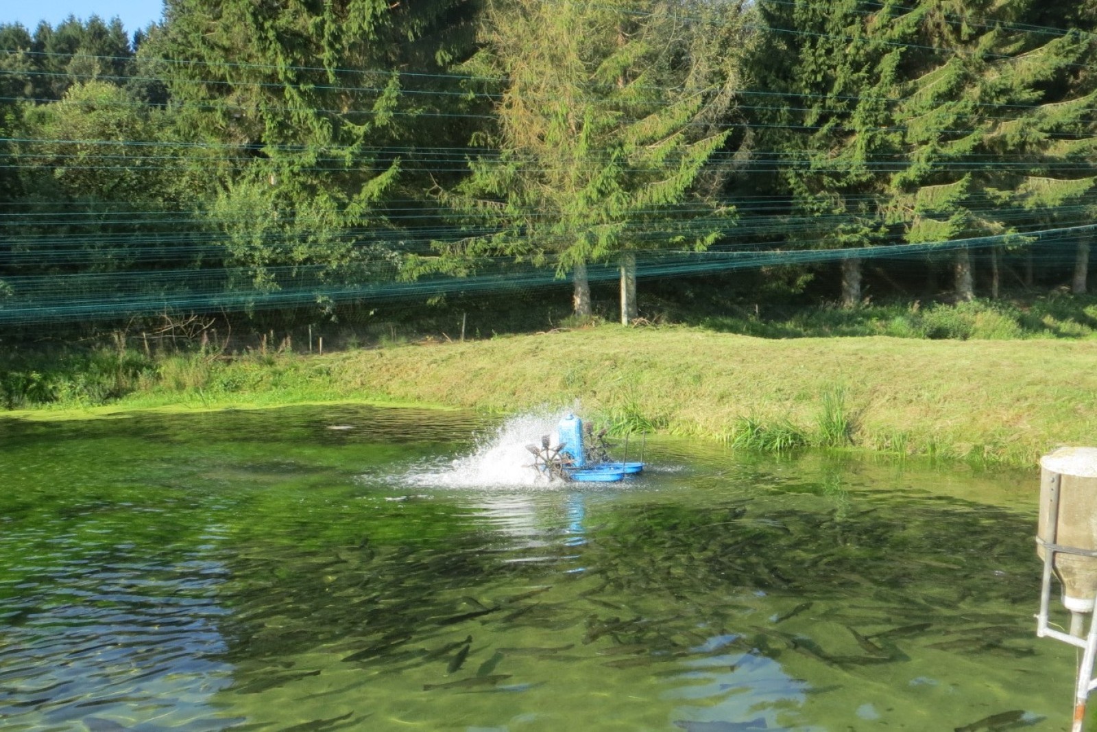 Dambrug fyldt med fisk