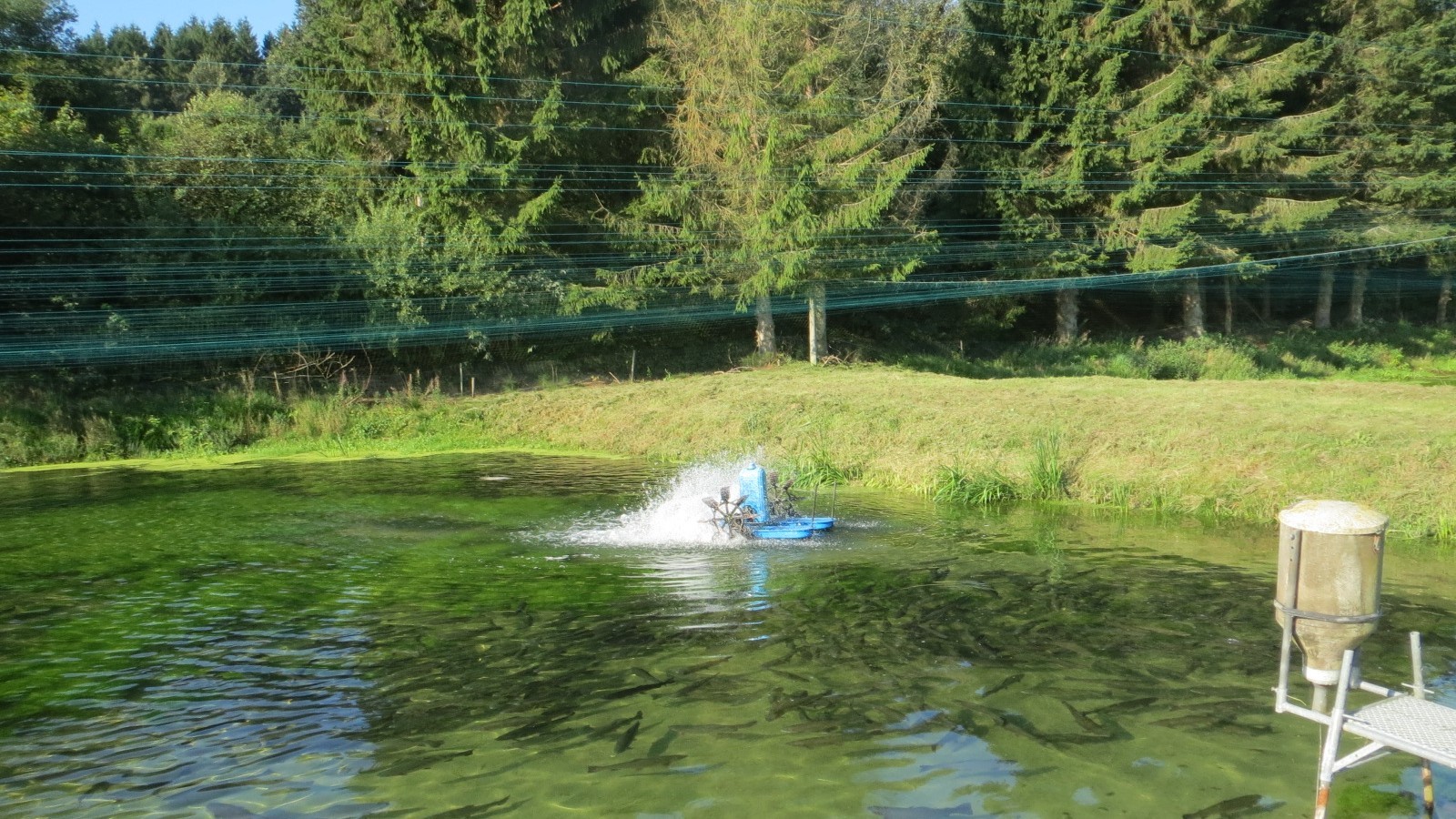 Dambrug fyldt med fisk