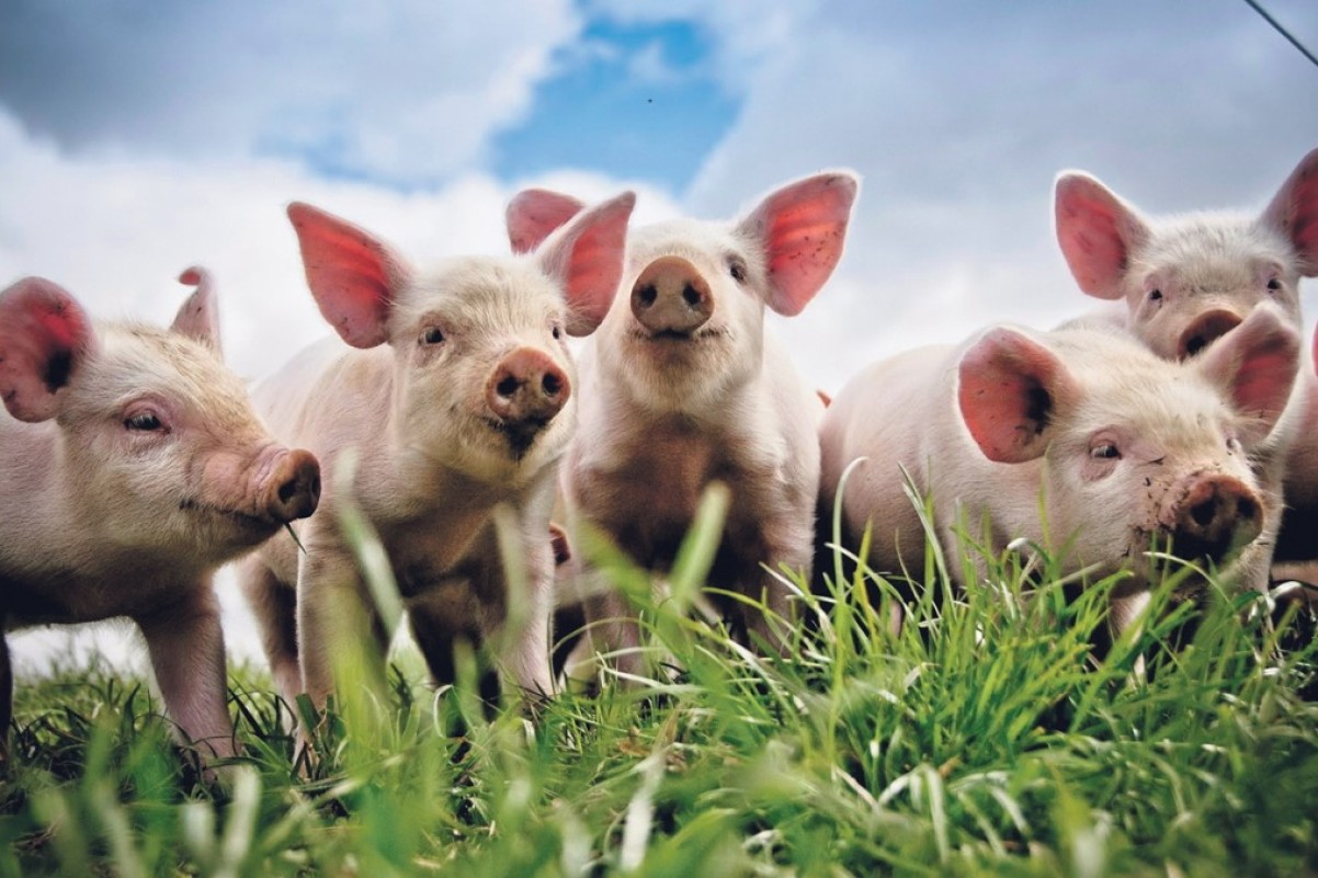Grise på en mark