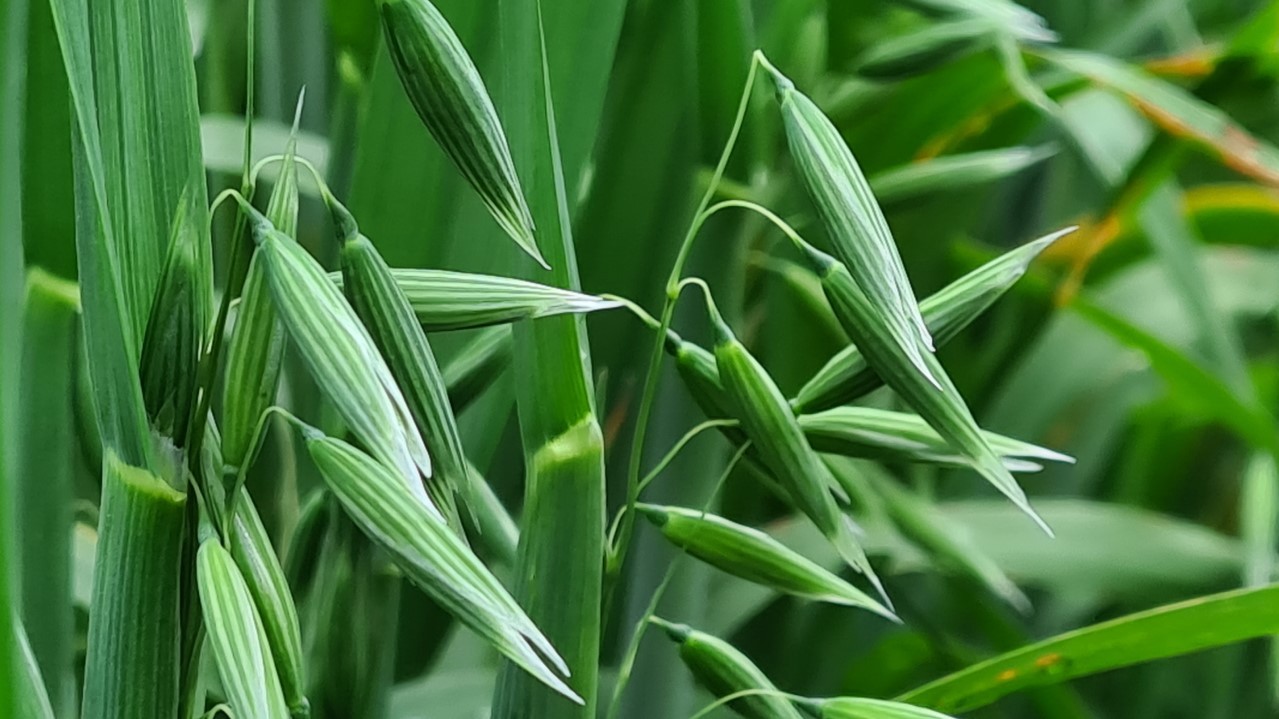 Grønne havreplanter