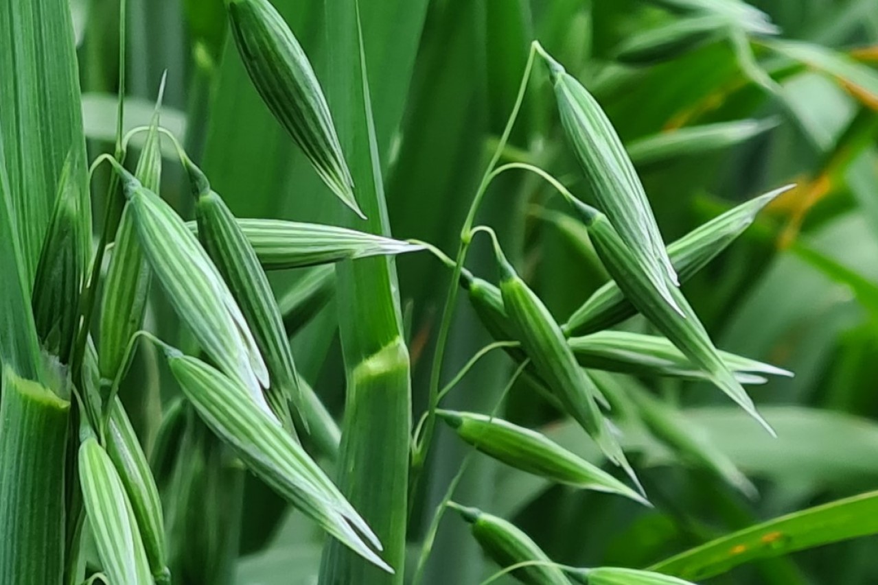 Grønne havreplanter