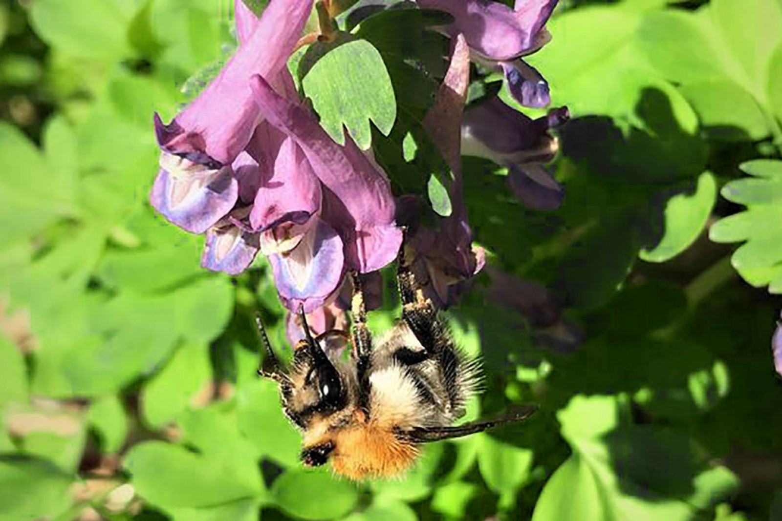 Agerhumle i blomst