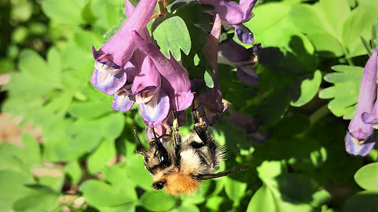 Agerhumle i blomst