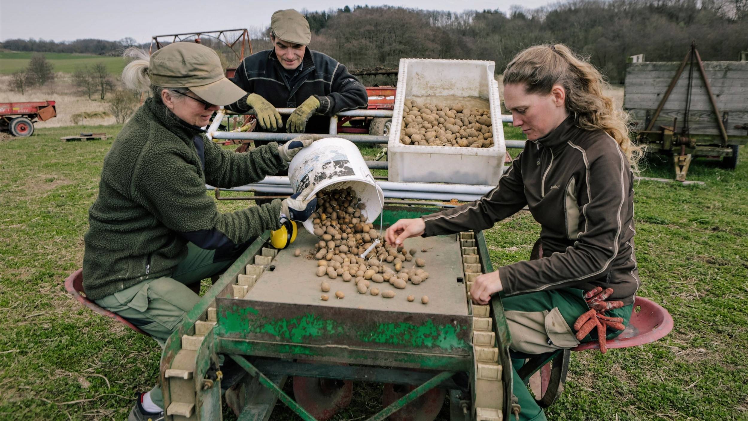 Sortering af kartofler på