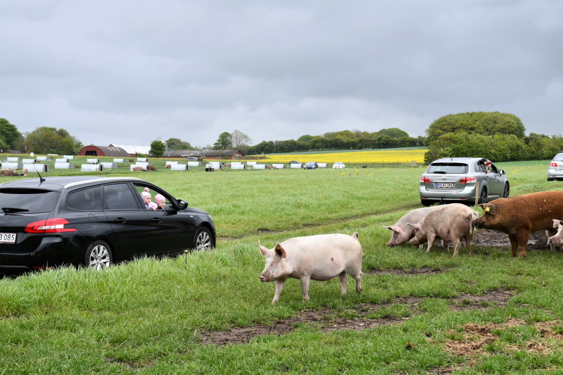 Biler kører gennem indhegning med grise