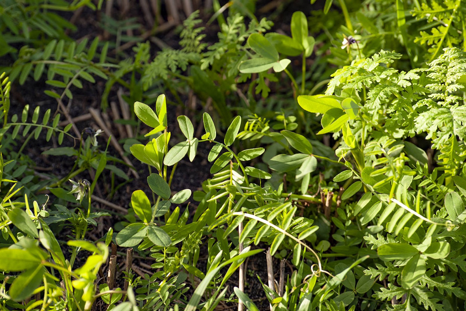 Efterafgrøder i kornmark