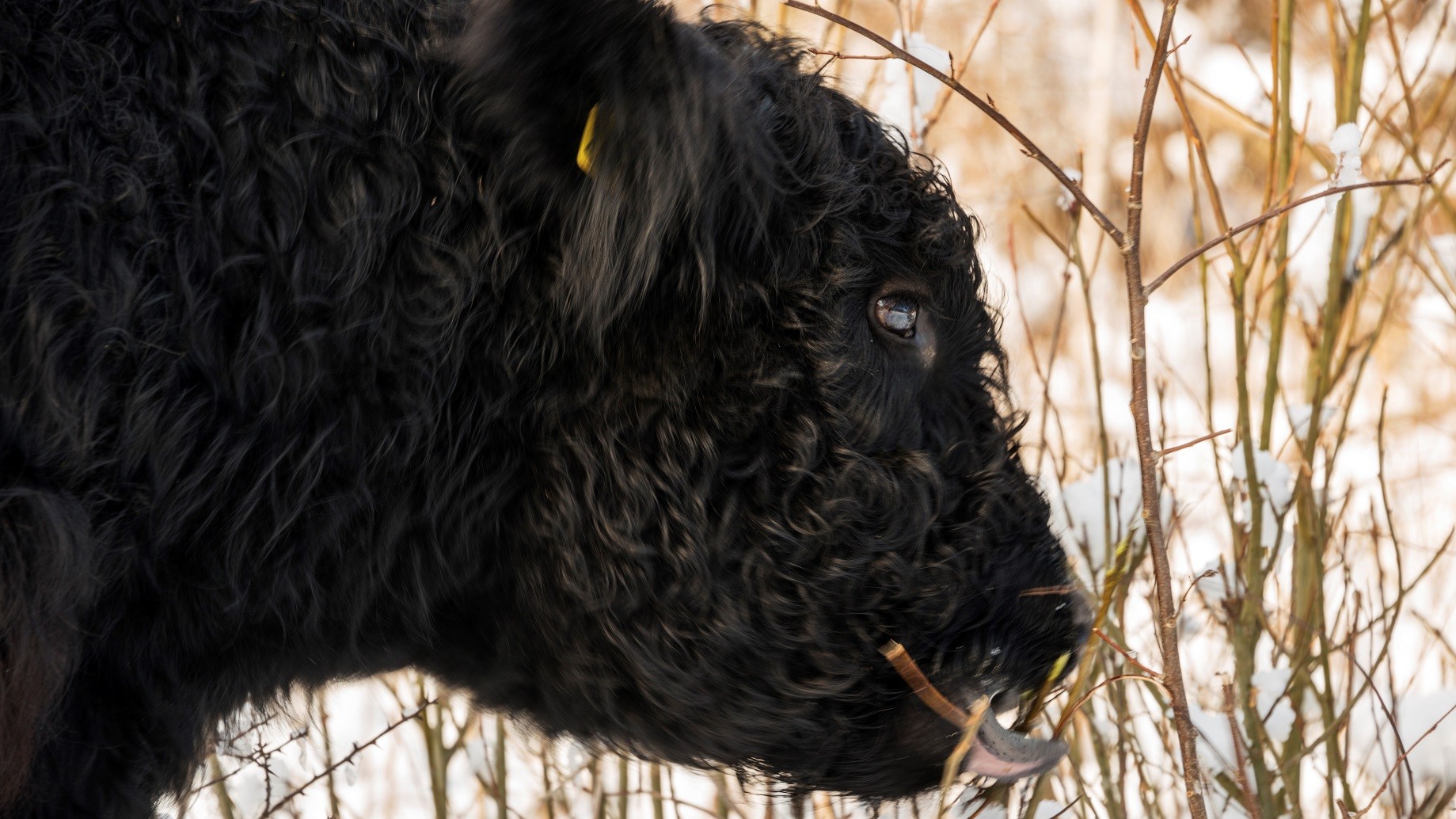 Galloway-ko spiser grene i et vinterlandskab
