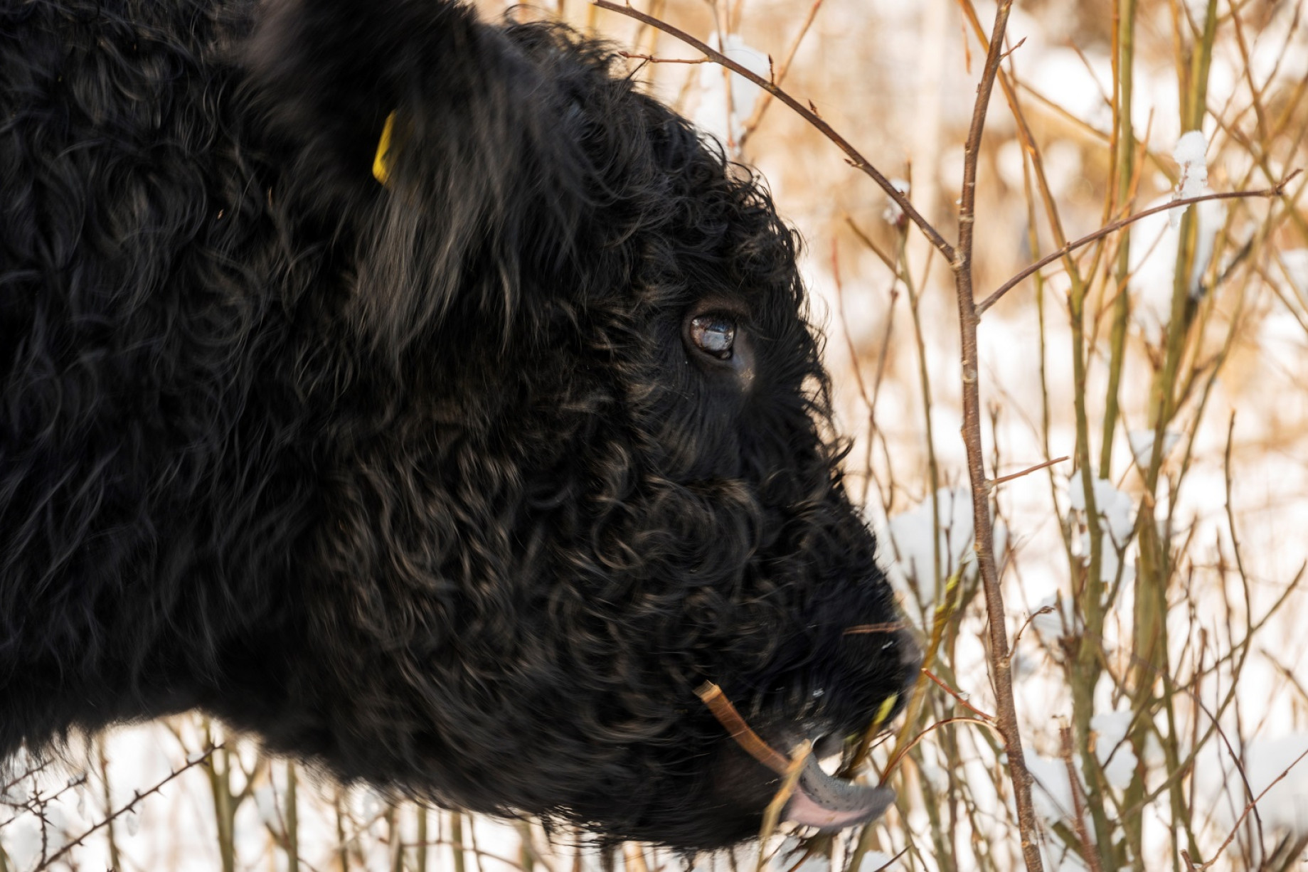 Galloway-ko spiser grene i et vinterlandskab