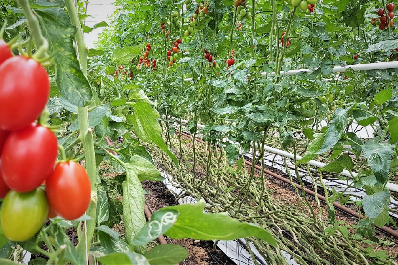 Billede af økologiske tomatplanter i et væksthus