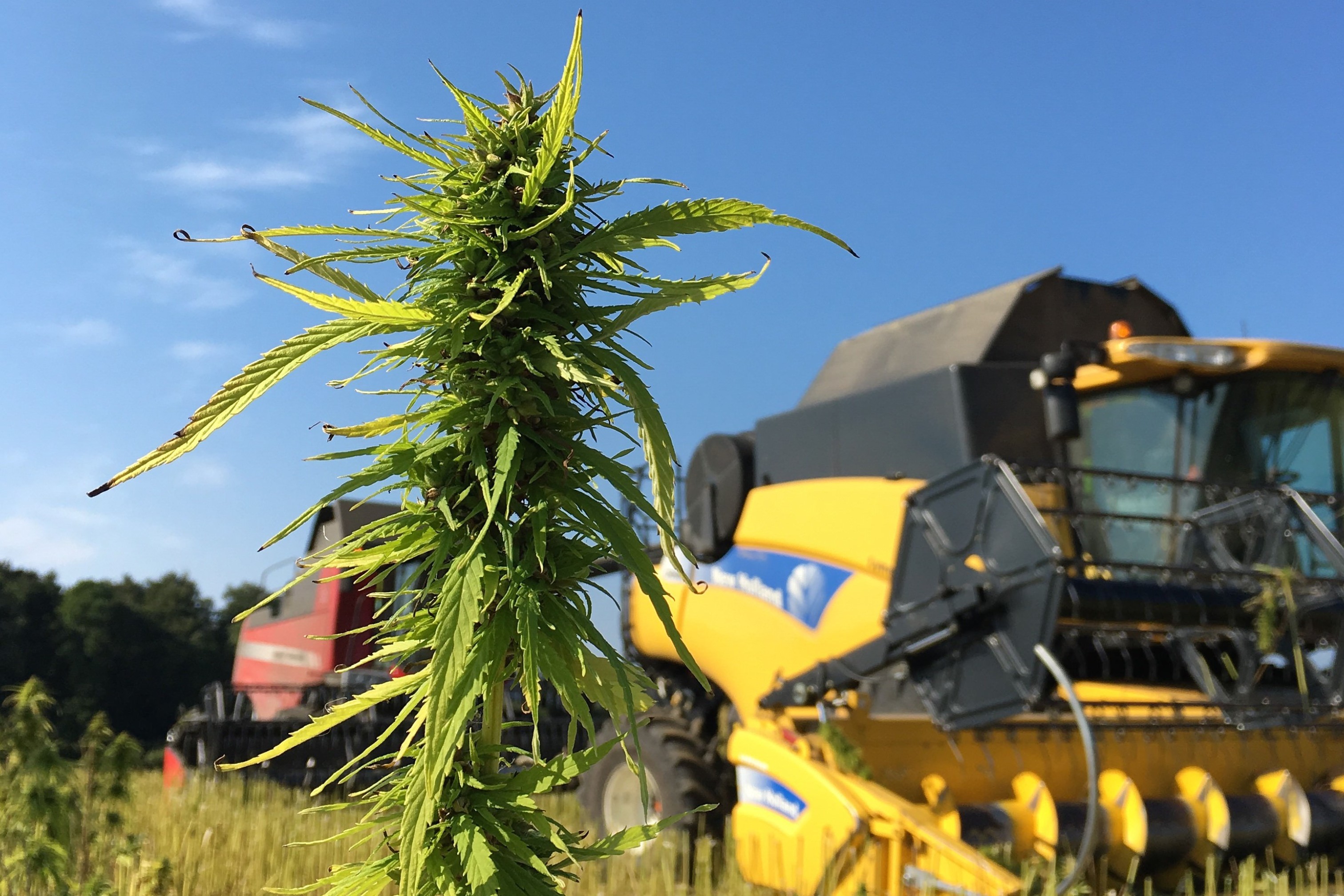 Mejetærsker i hampmark