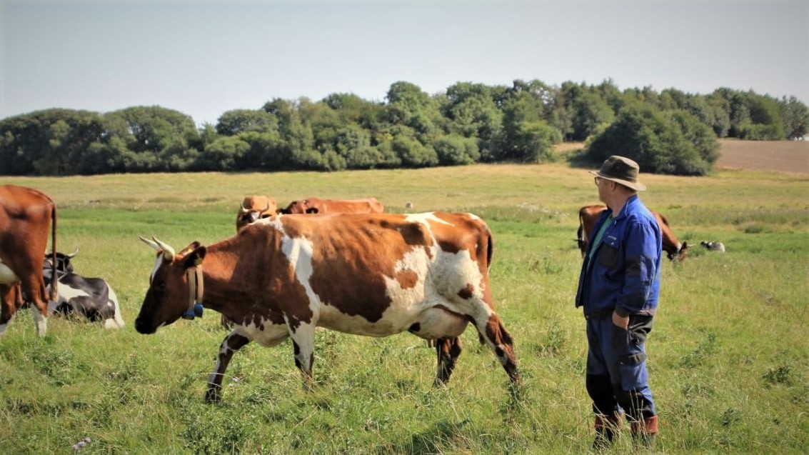 Biodynamiker Jim Saabye fra Damsmosegård ved Dronningmølle på græsmark med køer,