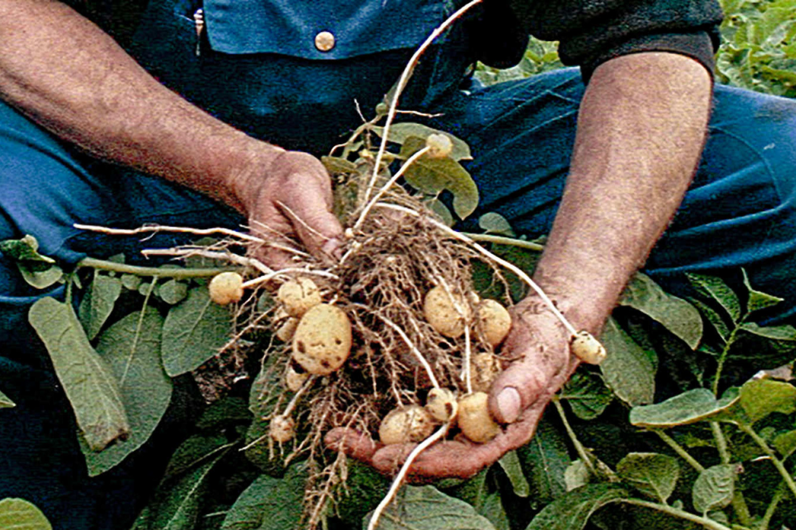 Nye kartofler lige gravet op