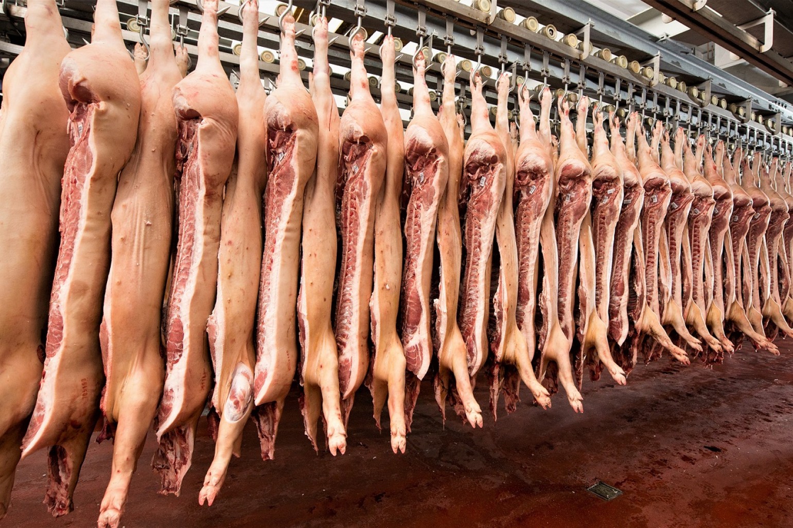 Rækker af slagtede grise på et slagteri