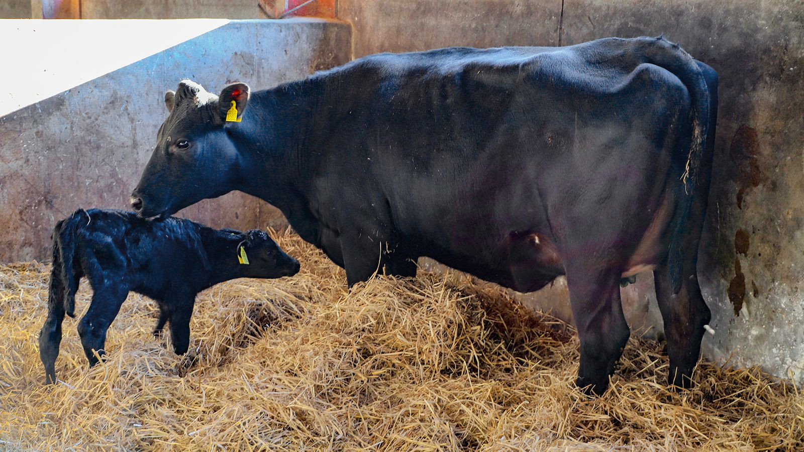 Ko og kalv samme i stalden.