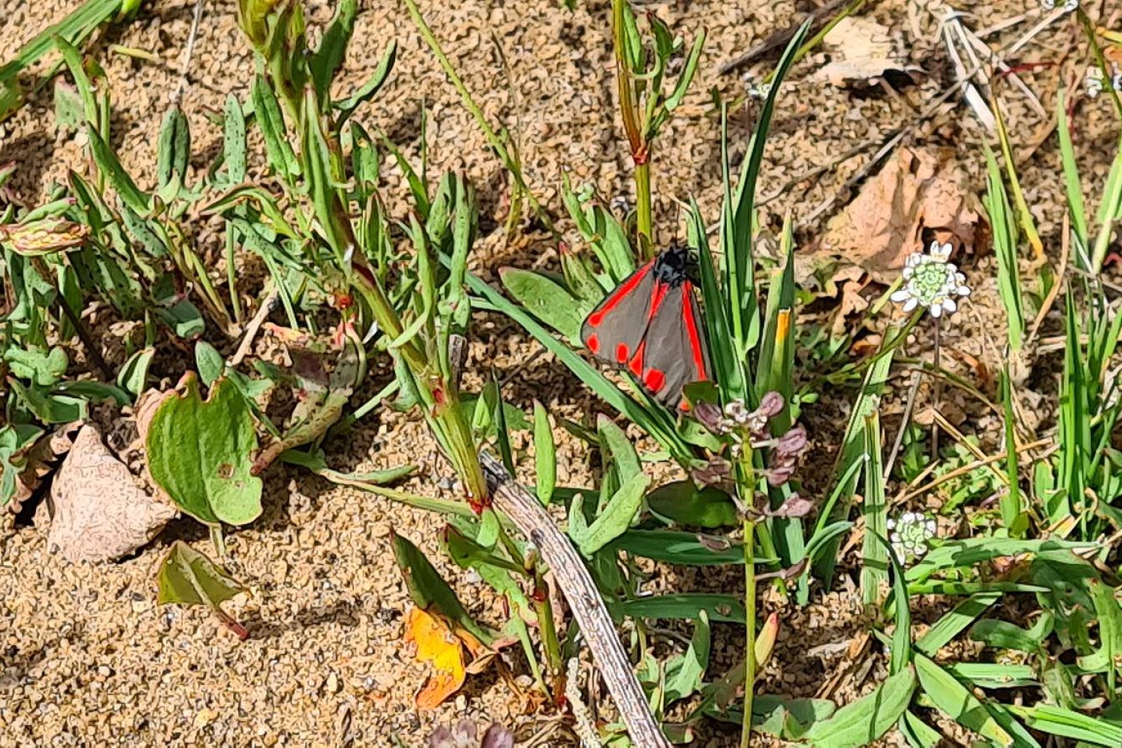 En sommerfugl sidder på en plante