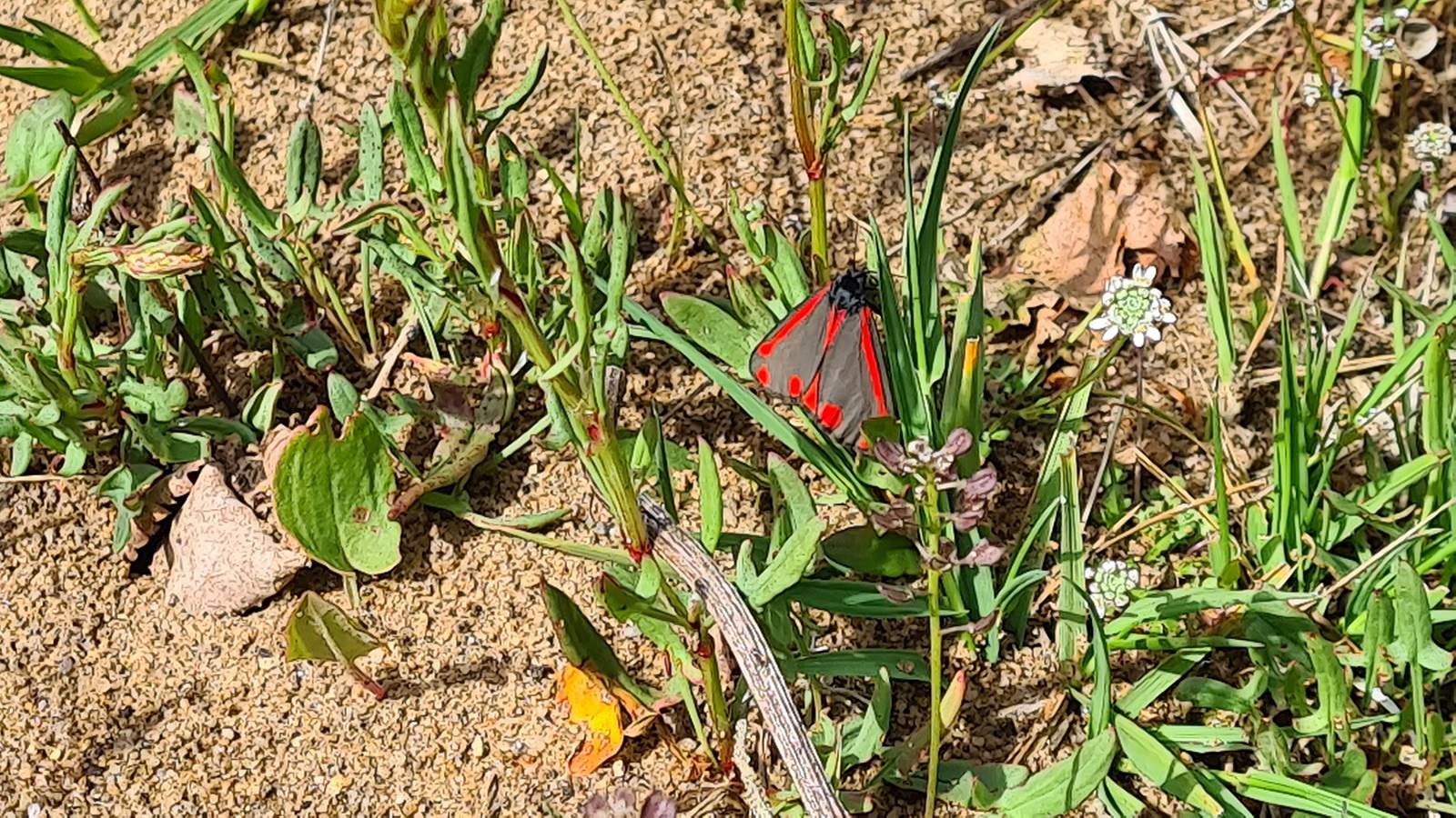 En sommerfugl sidder på en plante