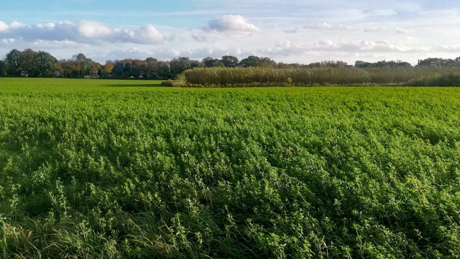 Et billede af en lucernemark